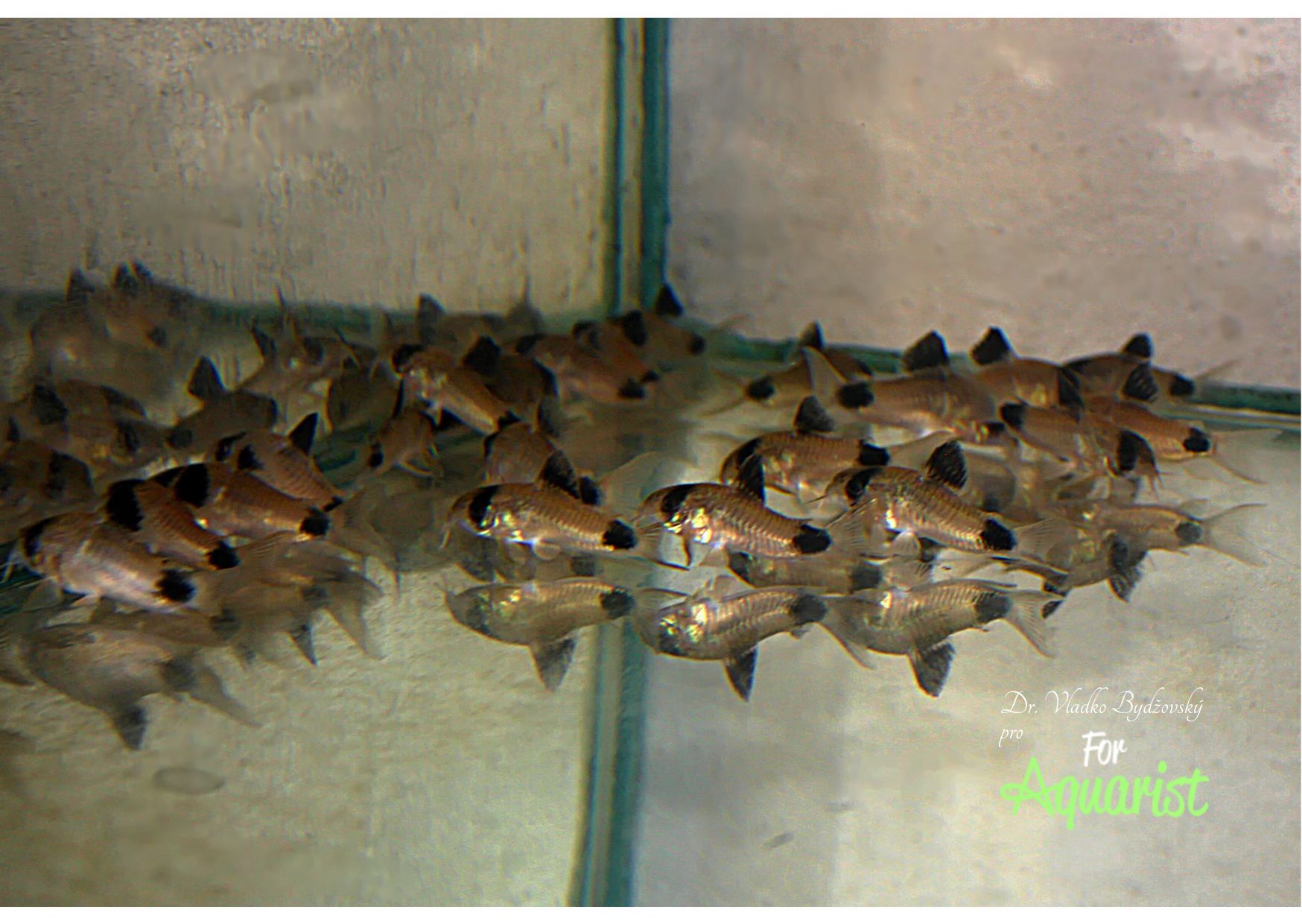 Ak chceme pancierniky vytierať, je vhodné si ich zaobstarať radšej veľké hejno.