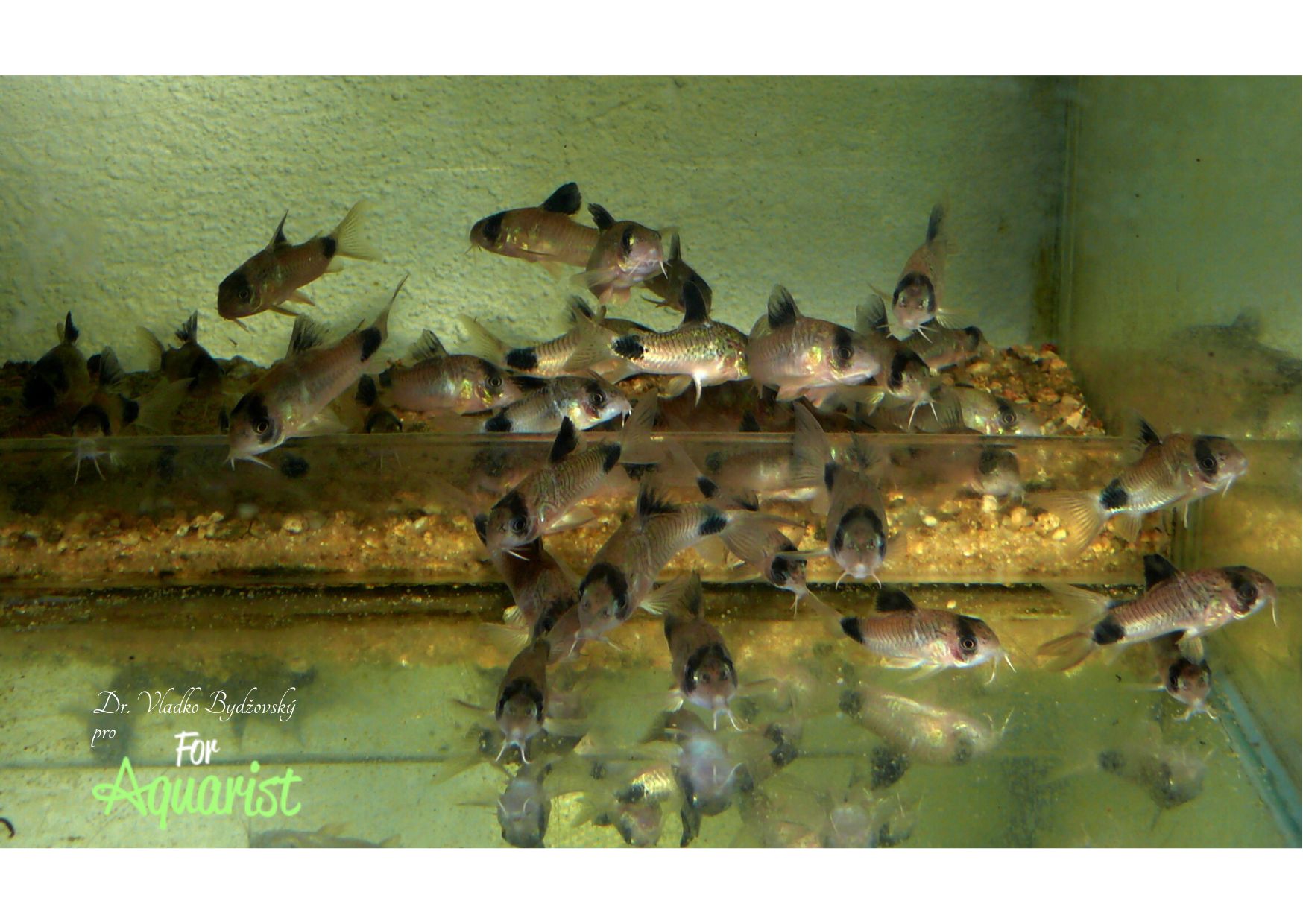 Niekedy je výhodné v zadnej časti akvária umiestniť piesok, prednú časť ponecháme bez piesku. Snáze sa potom o dno staráme, jednoduchšie sa nám odsávajú zvyšky potravy a rybie exkrementy. Piesok so svojimi baktériami má nezastupiteľnú úlohu pre kvalitu vody.