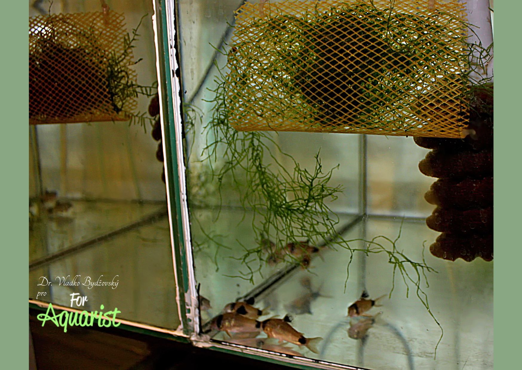 Pre výter používame vytieračky bez zariadeného dna. Ako trený substrát je ideálny jávsky mach.