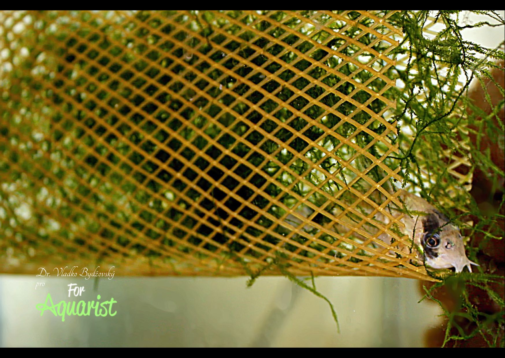 Takto umiestnený javský mach ľahko vymieňame, zatiaľ čo rybičky nerušene plávajú vo vytieračke.