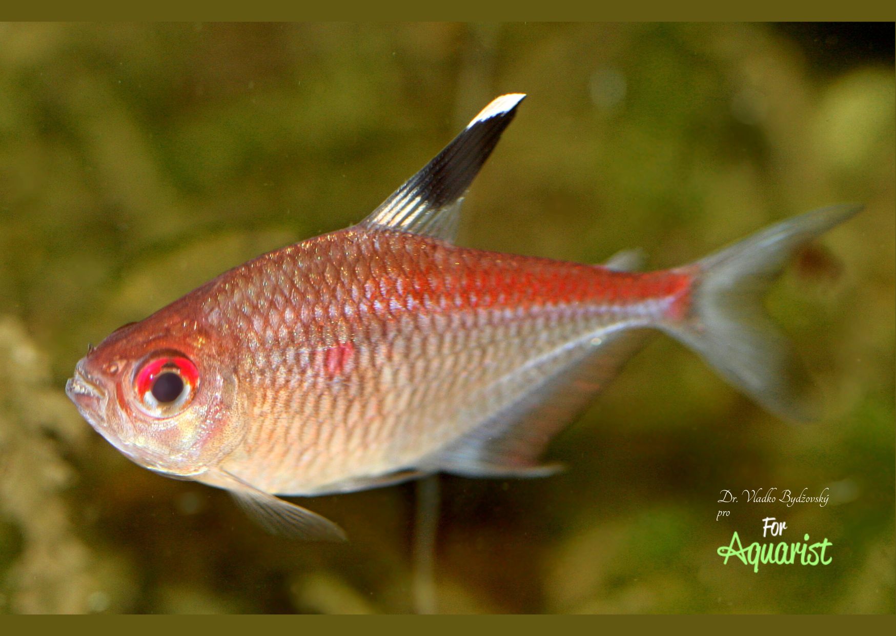 Dospělá samička Megalamphodus pyrrhonotus.