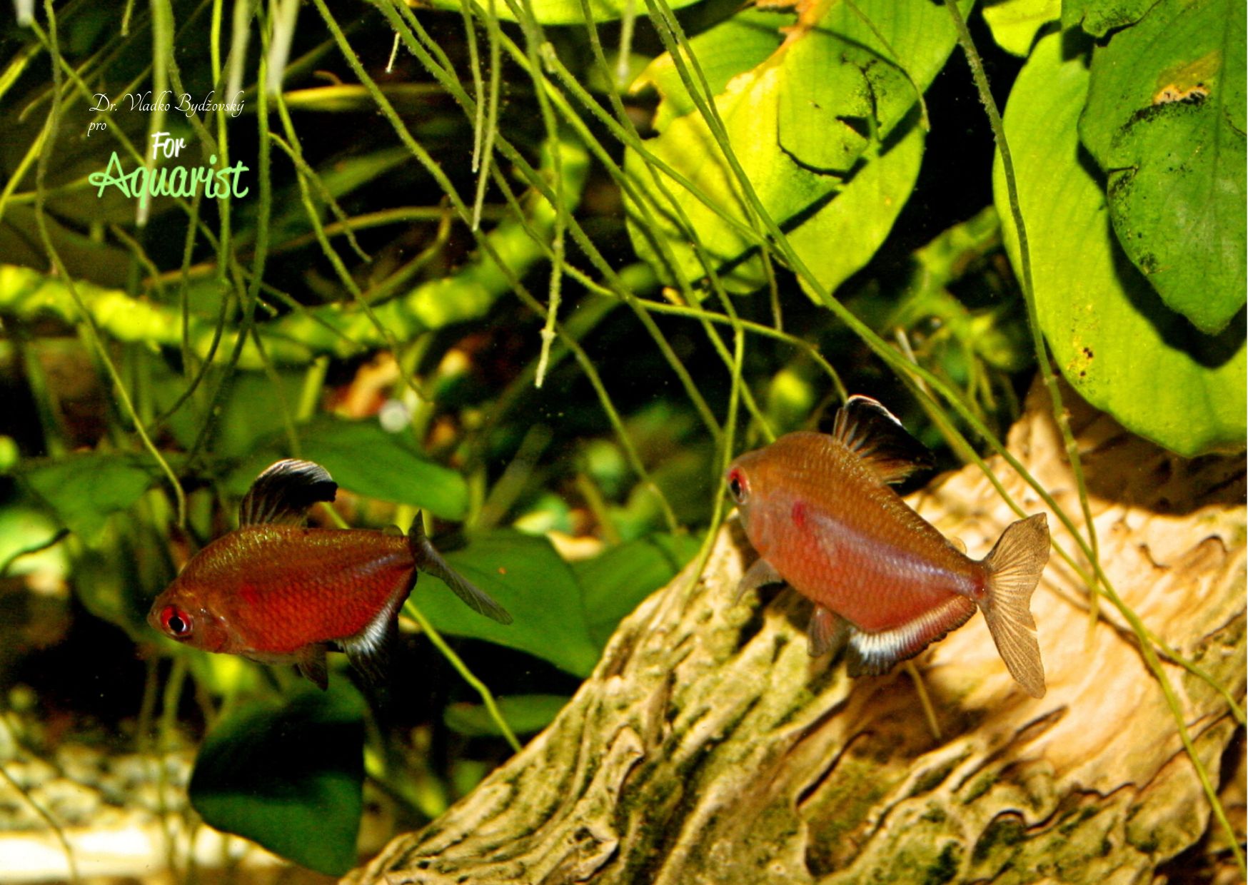 Ve společném akváriu sameček často láká samičku ke tření.