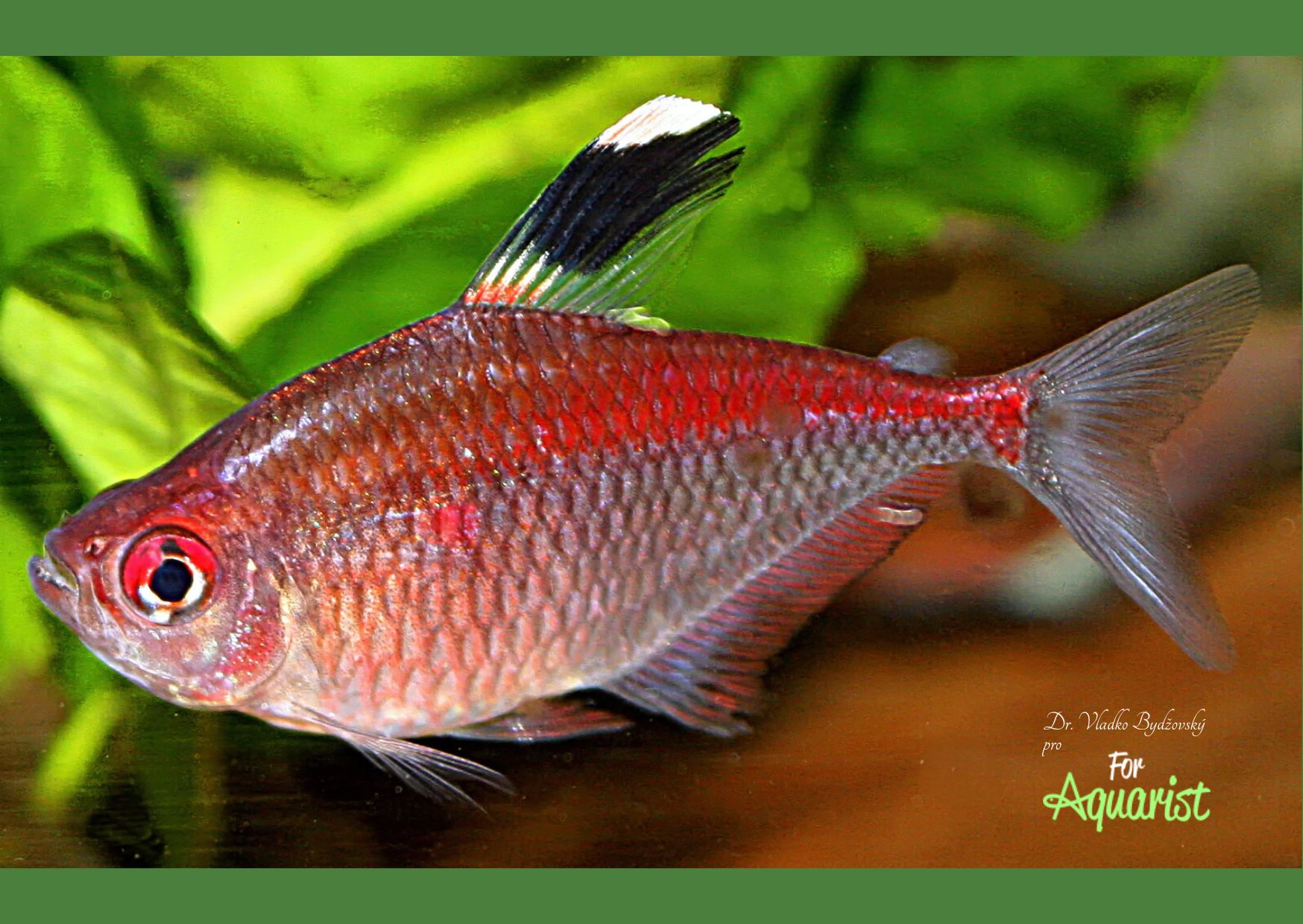 Dospělý sameček Megalamphodus pyrrhonotus.