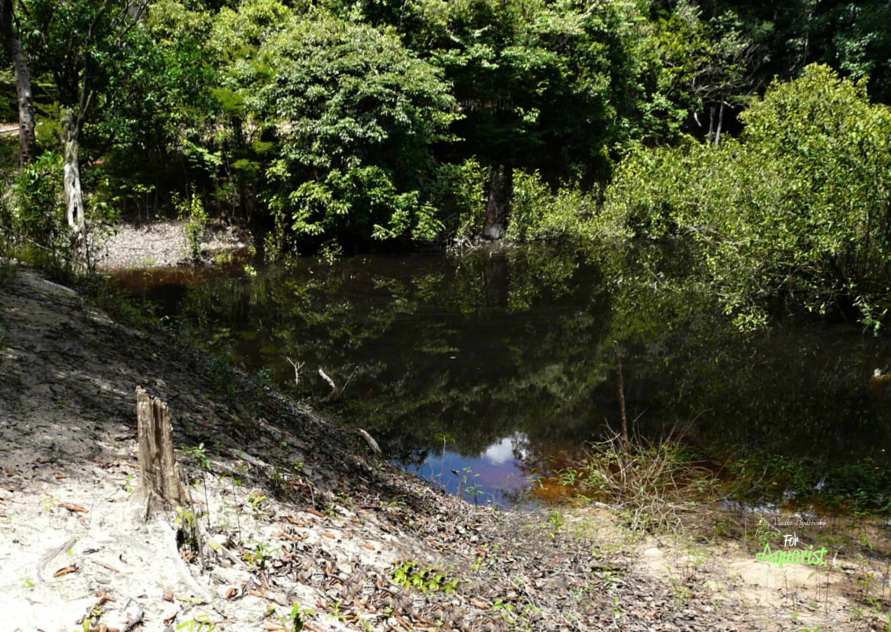 W małych potokach z niemal stojącą lub tylko wolno płynącą wodą, w strefach brzegowych, które mają tylko około 20 cm głębokości, Indianie nazywają remansos żyją czerwone neonki Paracheirodon axelrodi. 