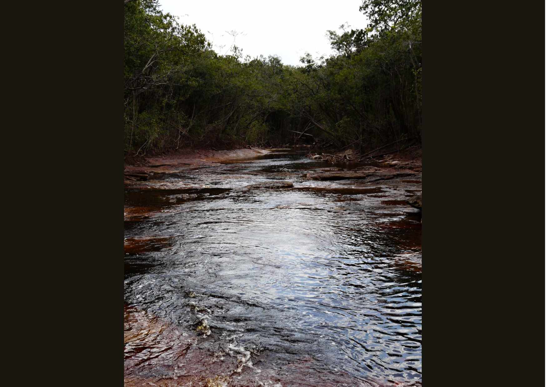 W podobnych dopływach łowiliśmy interesujące cichlidy Crenicichla regani. 