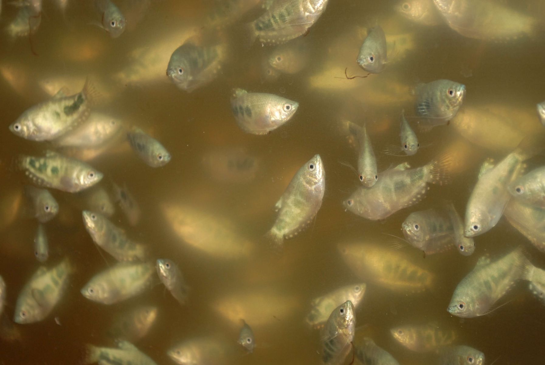 Wycieranie złotych węgorzyków