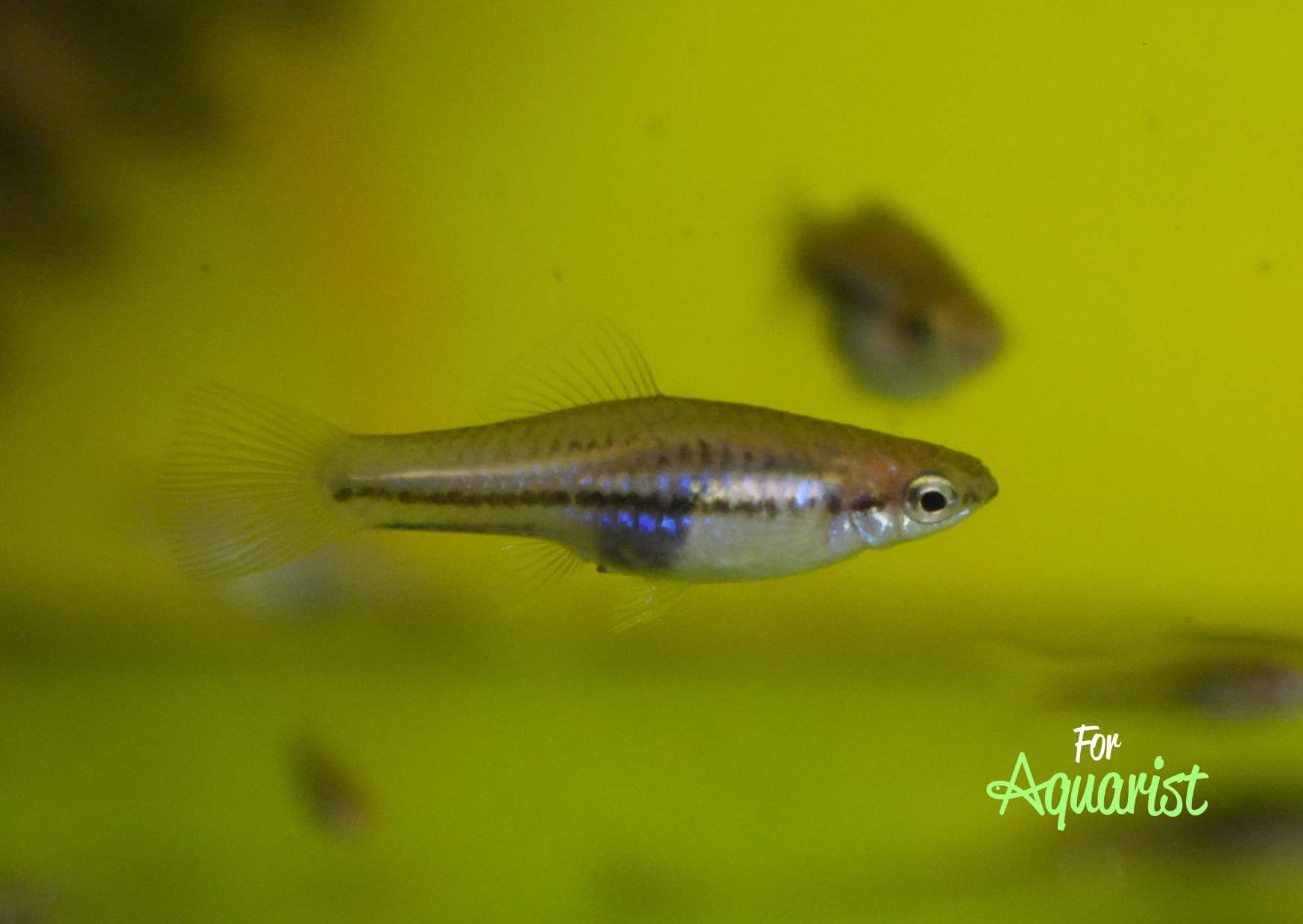 Xiphophorus pygmaeus