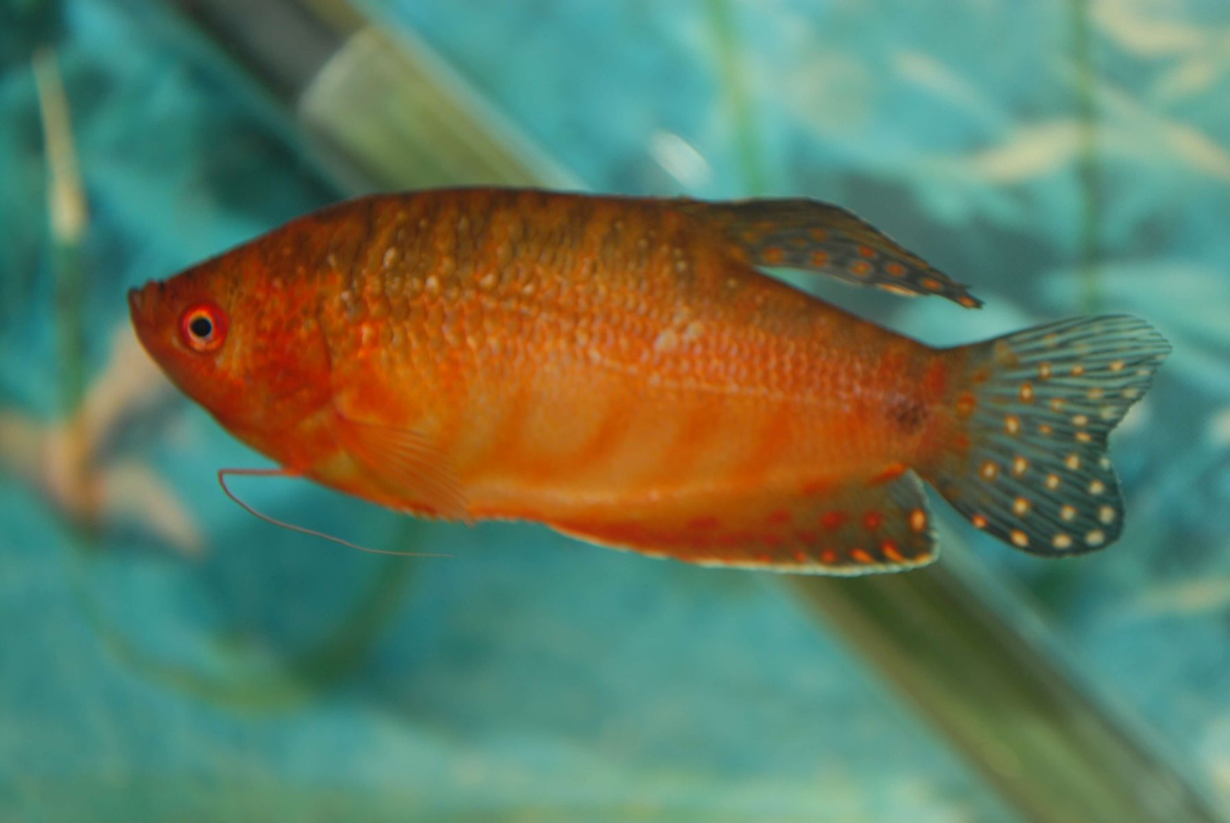 Trichopodus cosby, samiec