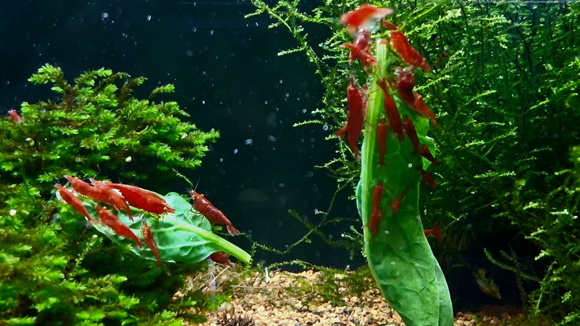 Neocaridina Red demon OE