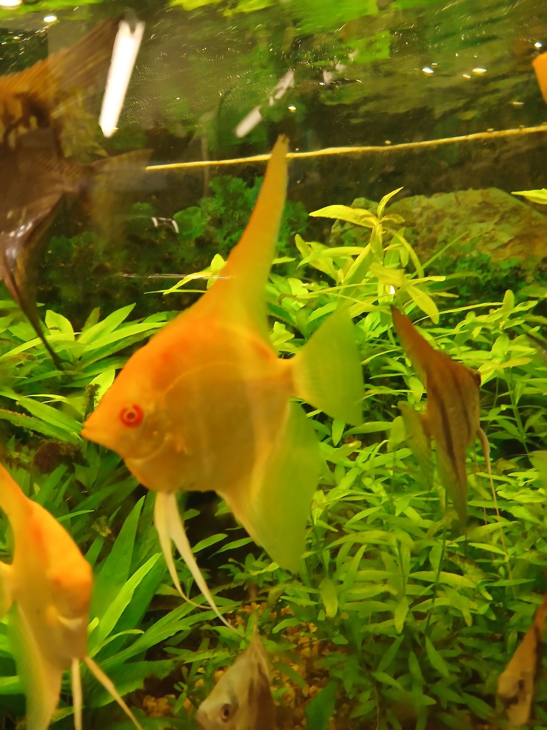 rozvoz skalaru 22.6.2024