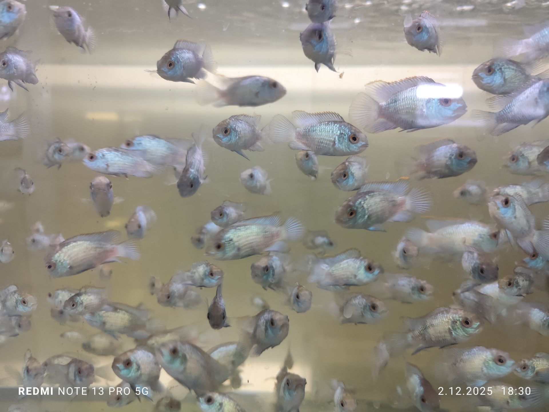  Dobrý den nabízím ryby Akara neon blue (Andinoacara pulcher Blue neon)