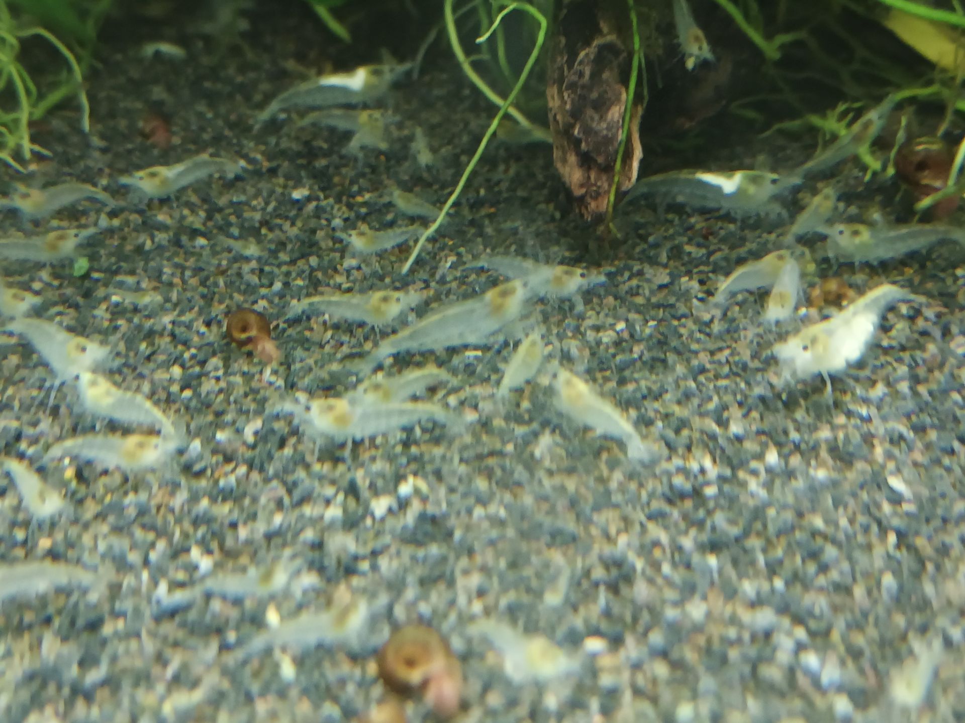 krevetky White Pearl 