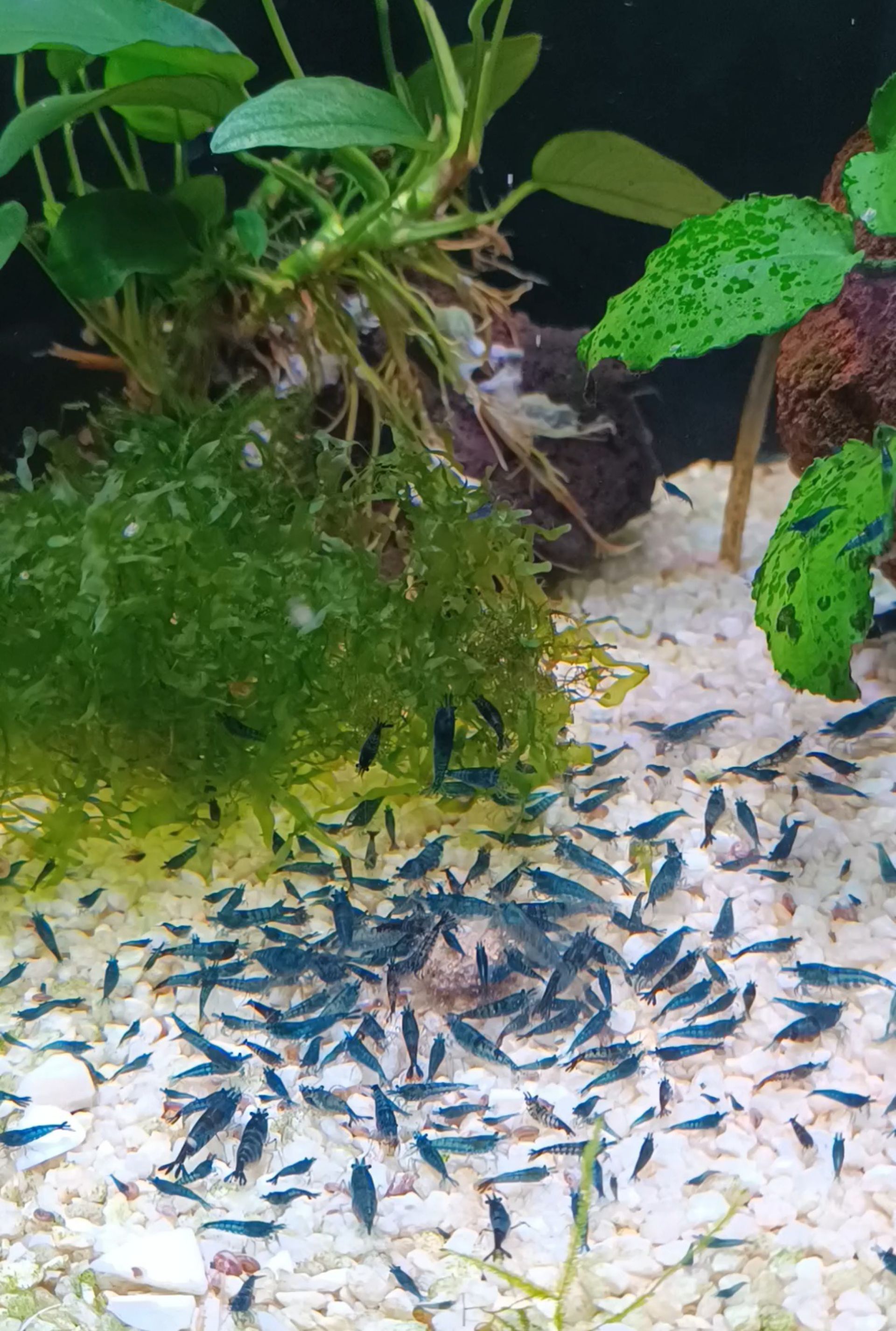 Neocaridina Blue Dream