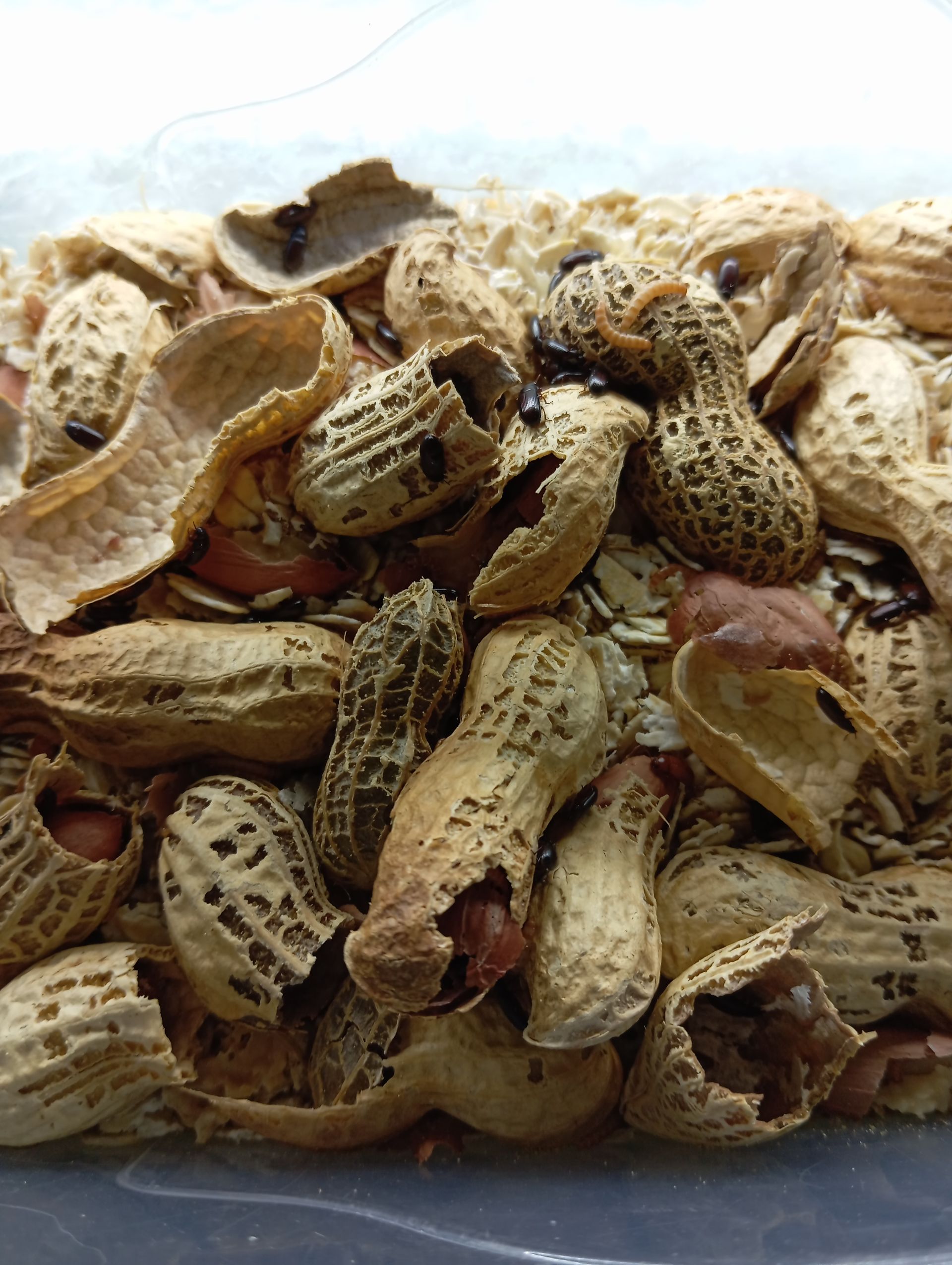 Arašídový brouk ( Ulomoides dermestoides)