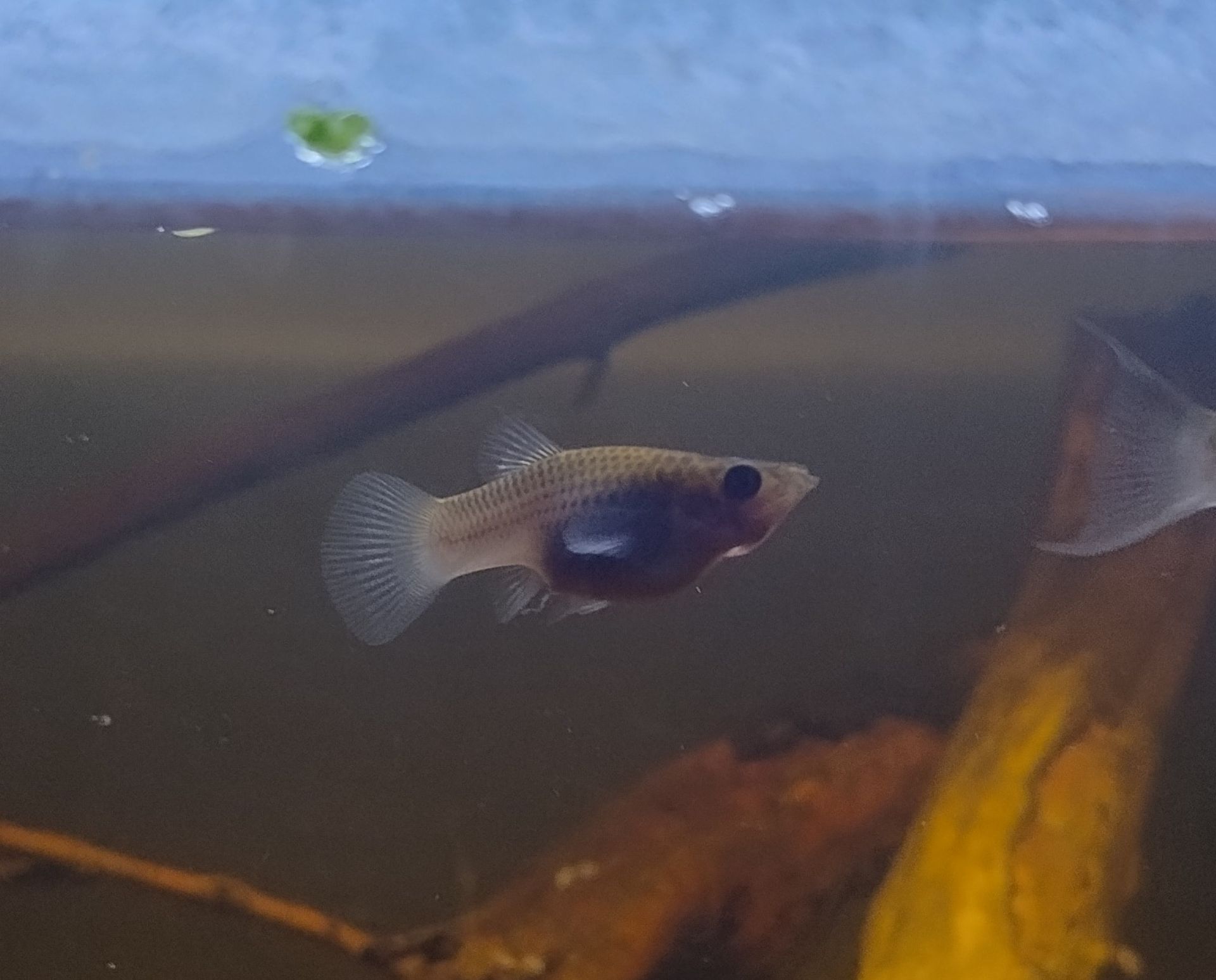 Poecilia sphenops - divoké zbarvení