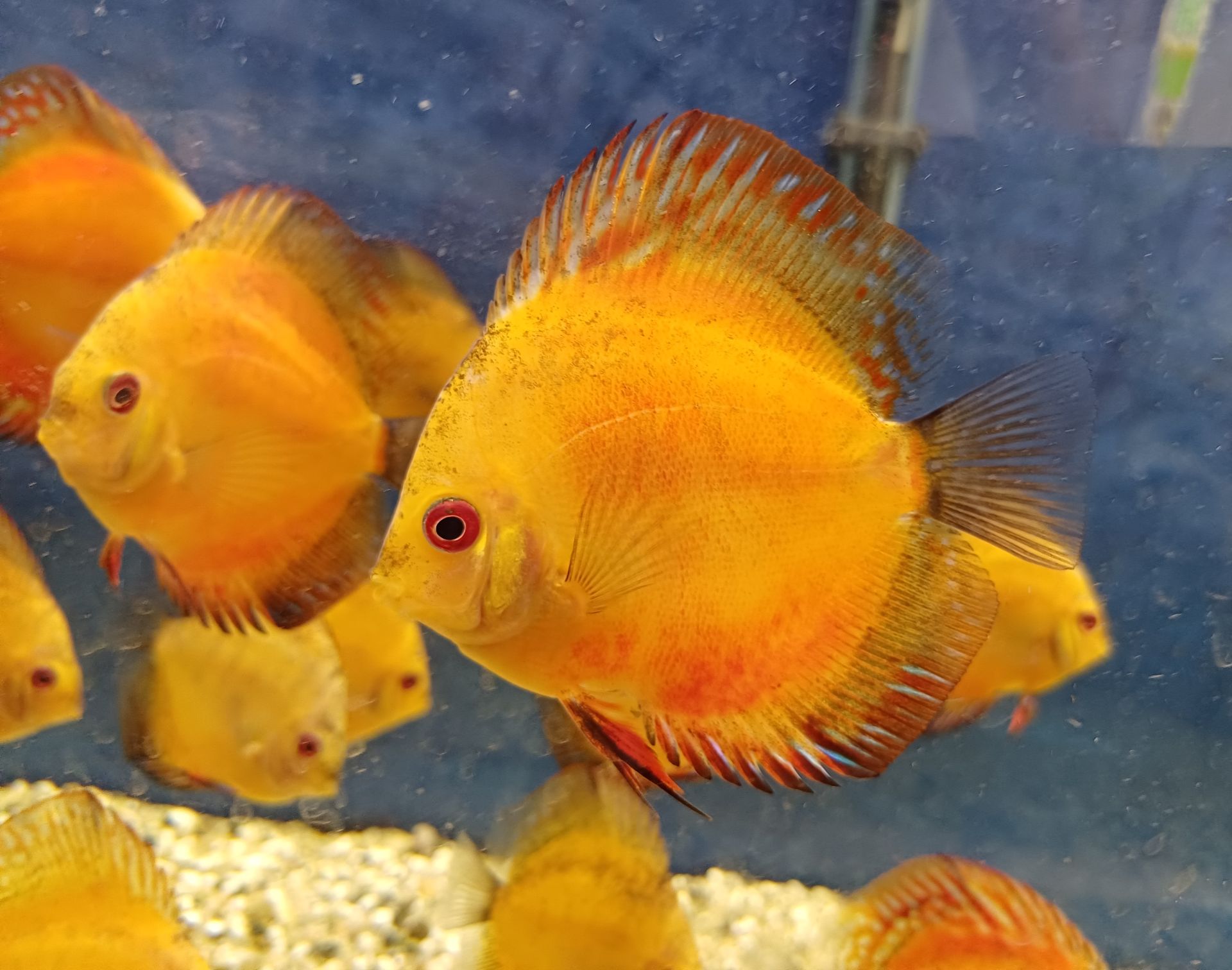 Terčovec, Diskus Pigeon Blood