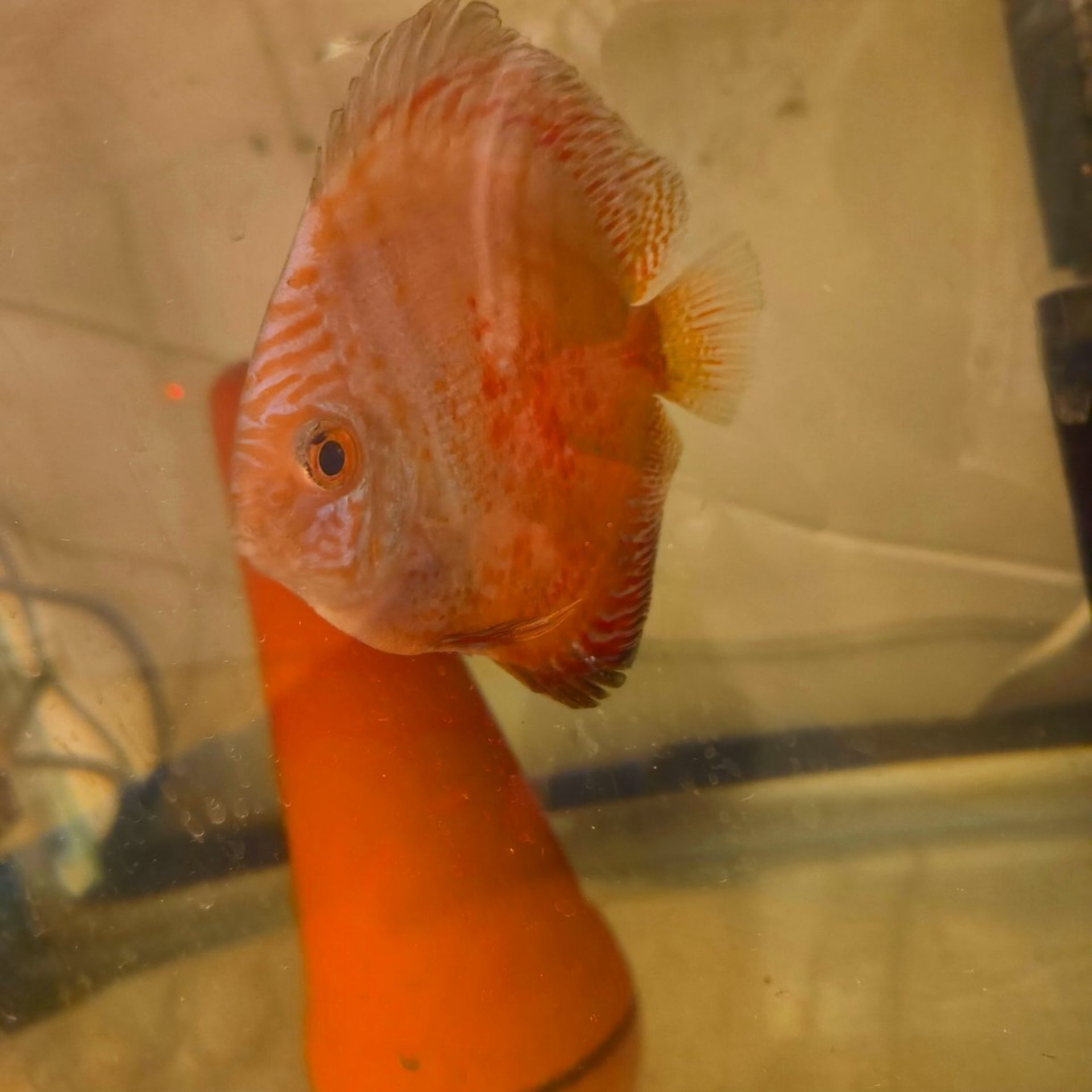 terčovec terčovci terčovcov discus terčovce