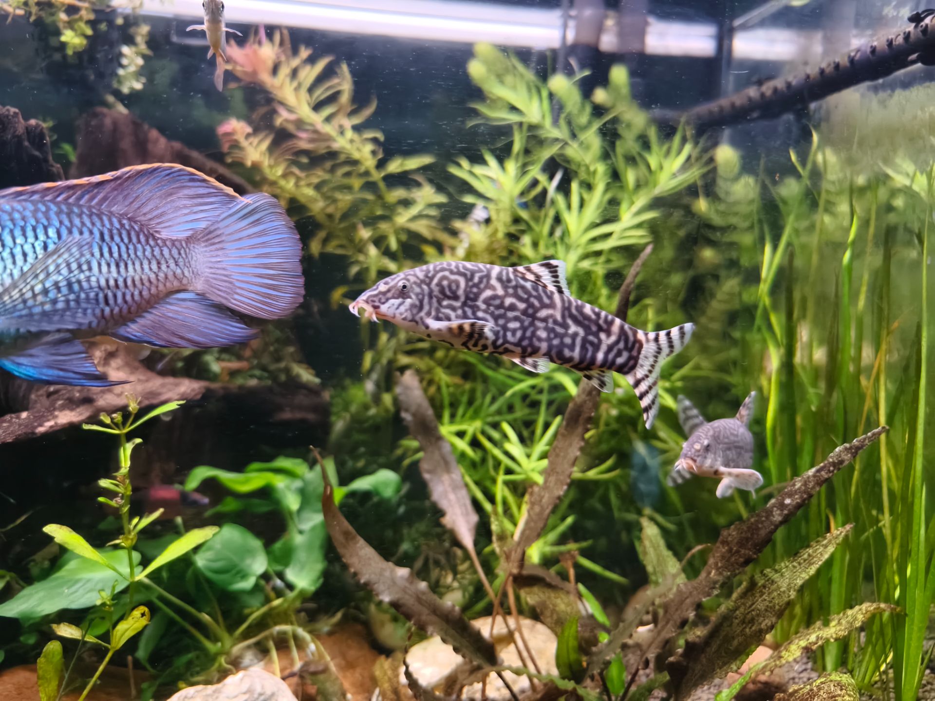 Mřenka pákistánská