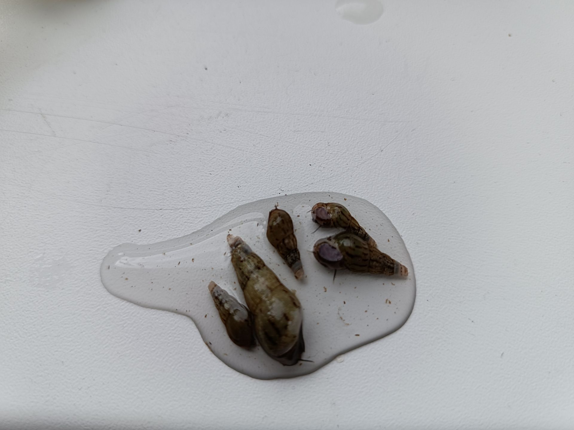 Piskořka věžovitá 