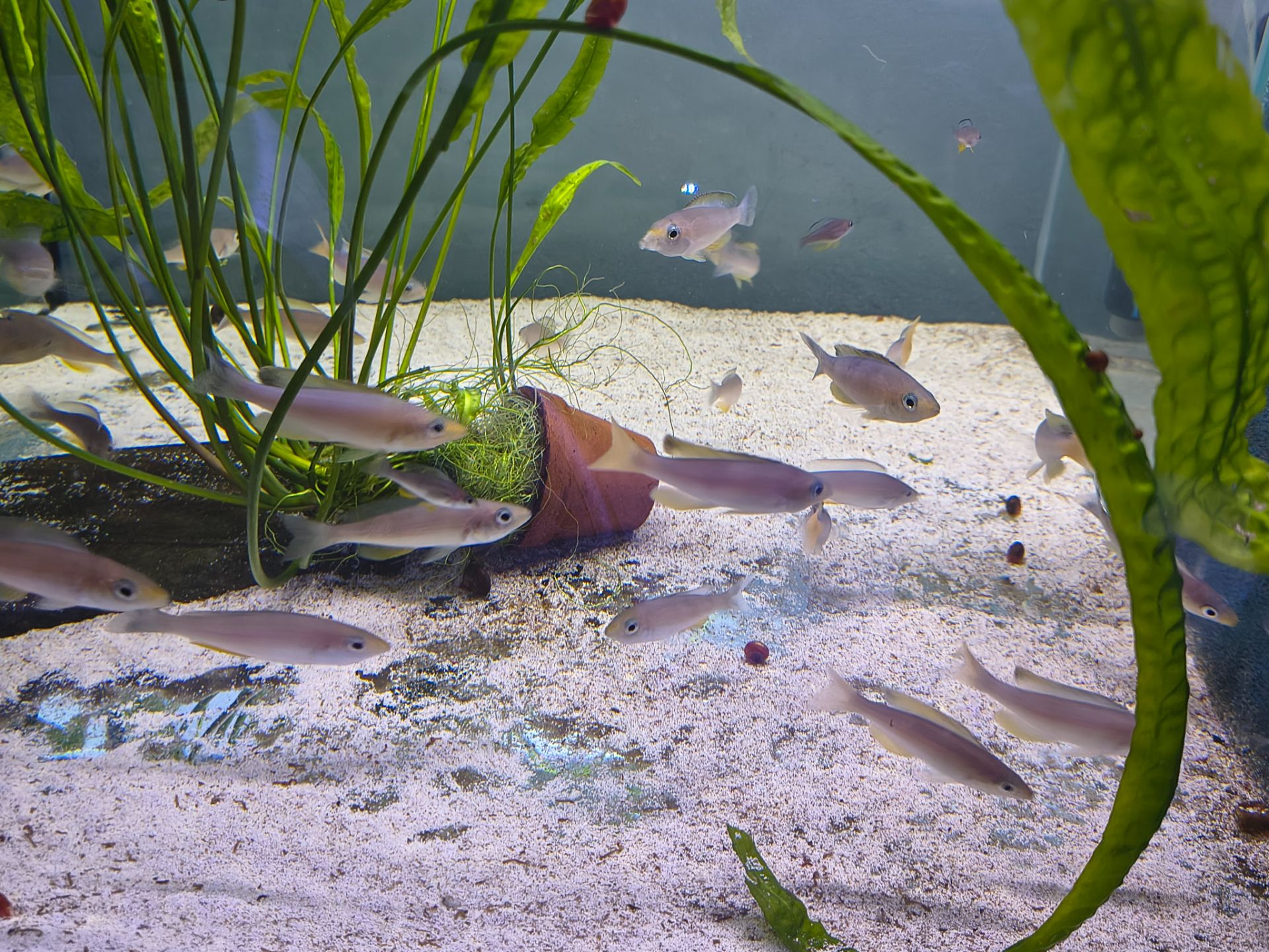 Tanganika 