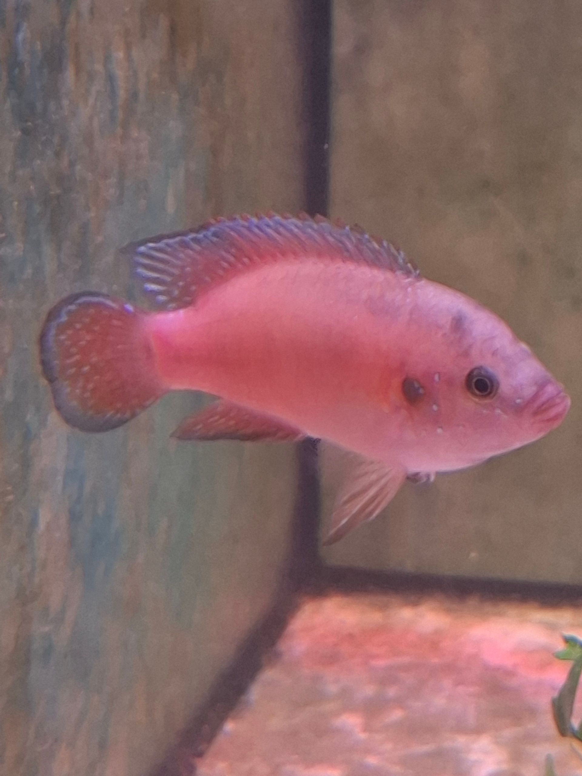 Hemichromis exsul