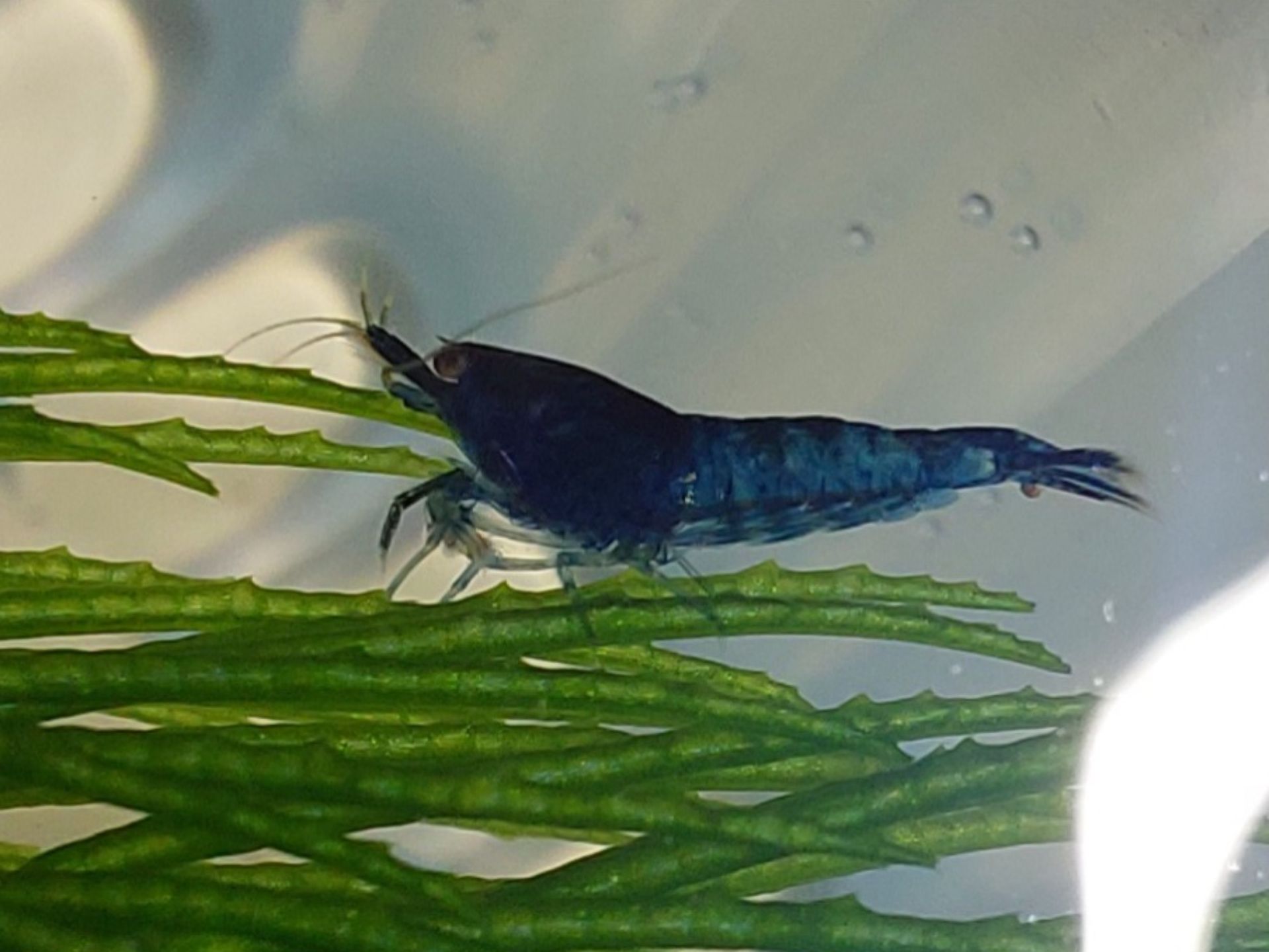 Modré krevetky neocaridina - 1 cm