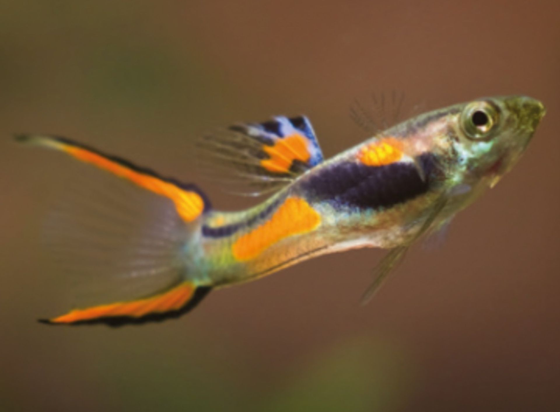 Poecilia wingei - živorodka endlerova