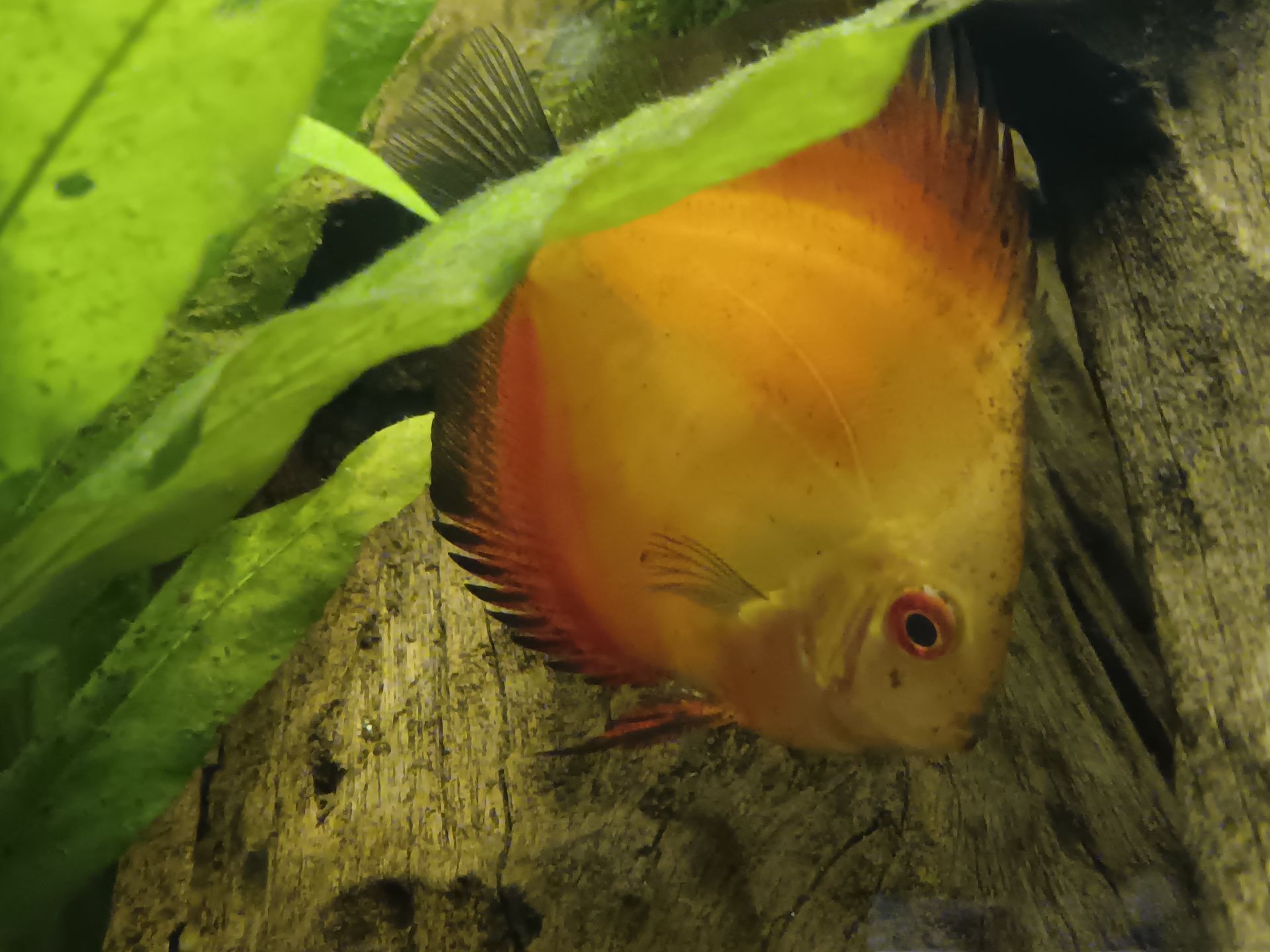 Discus tercovci