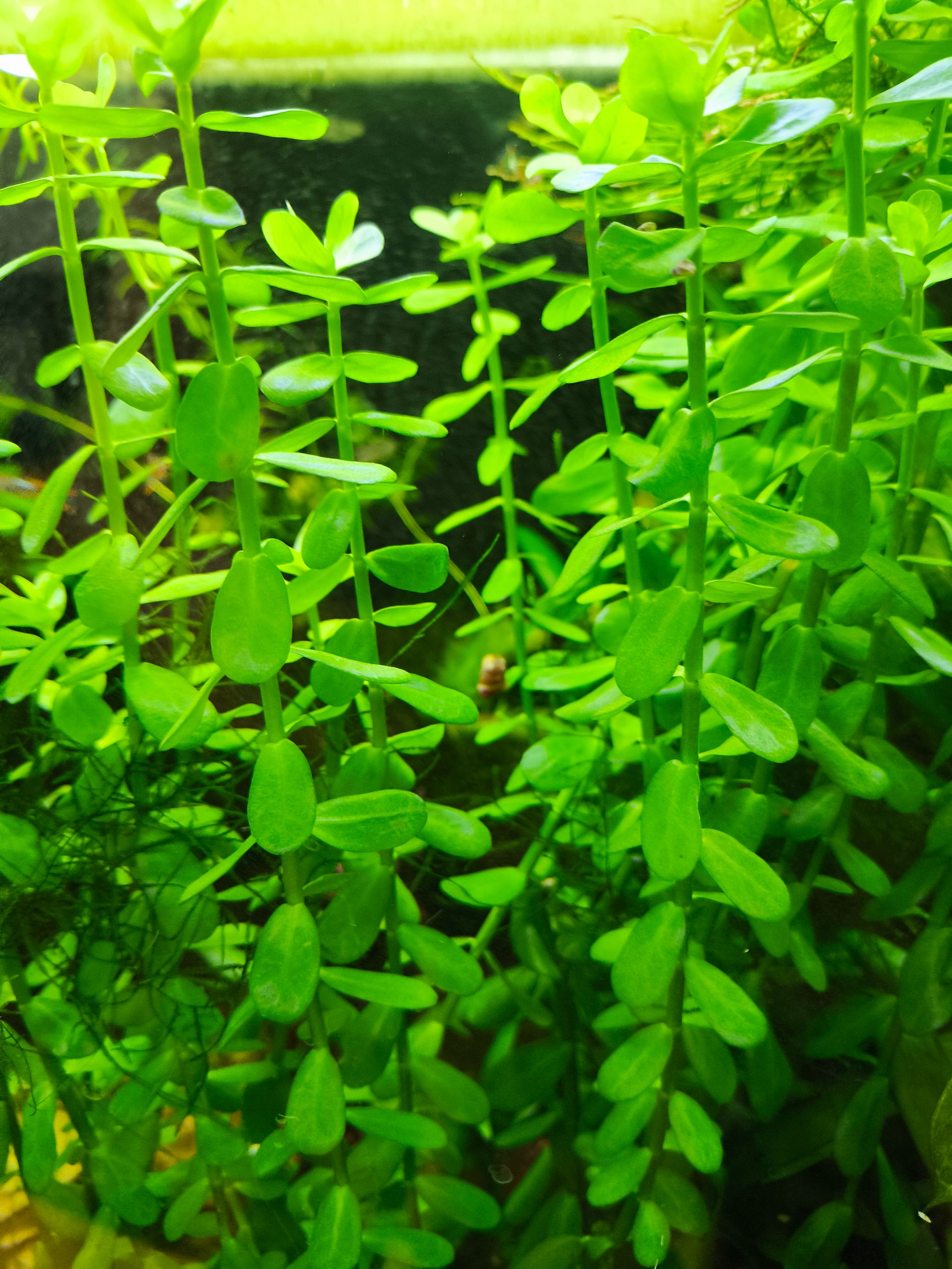 Bacopa monnieri