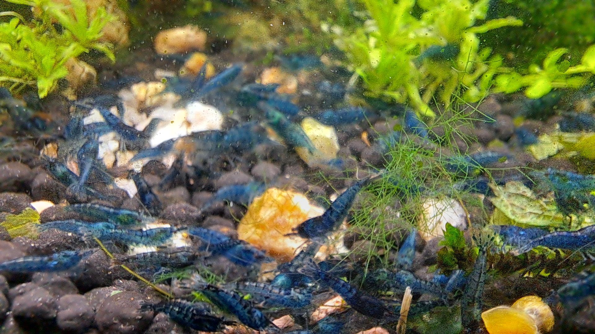 Sladkovodní krevetky