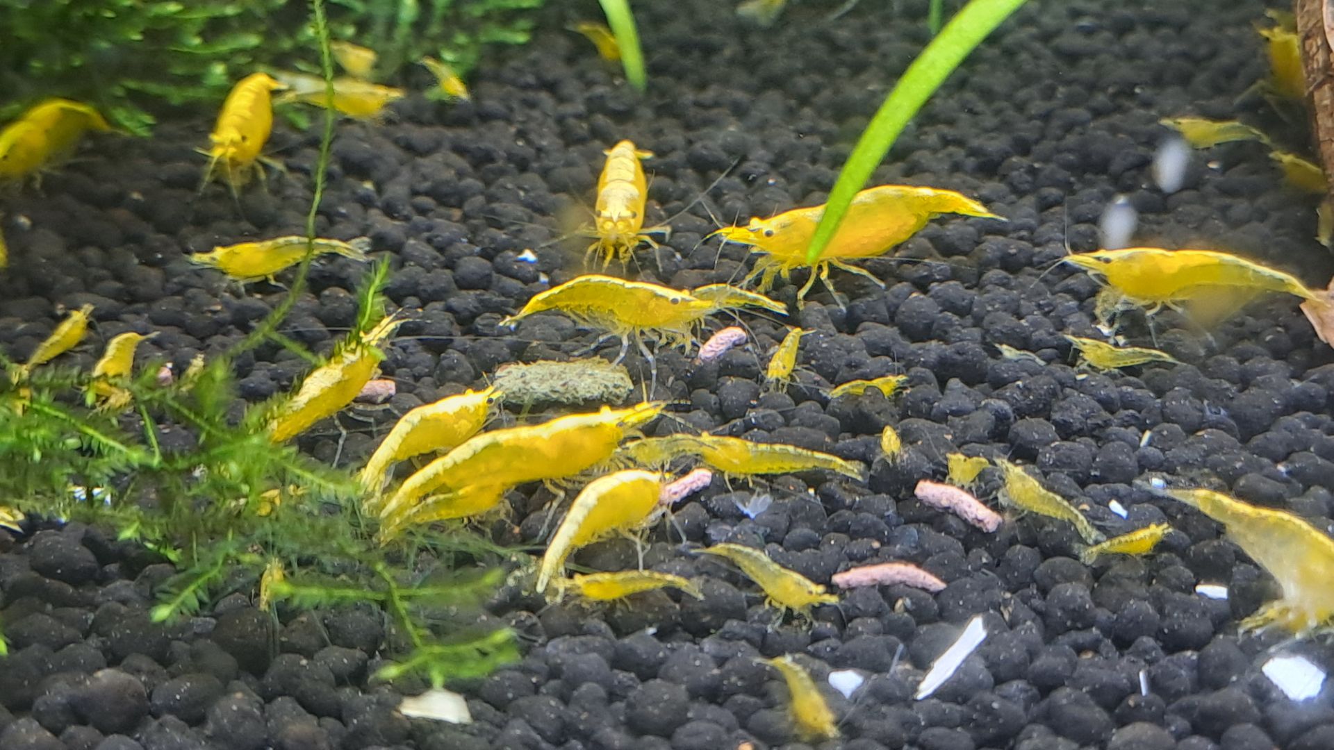 sladkovodní krevetky 