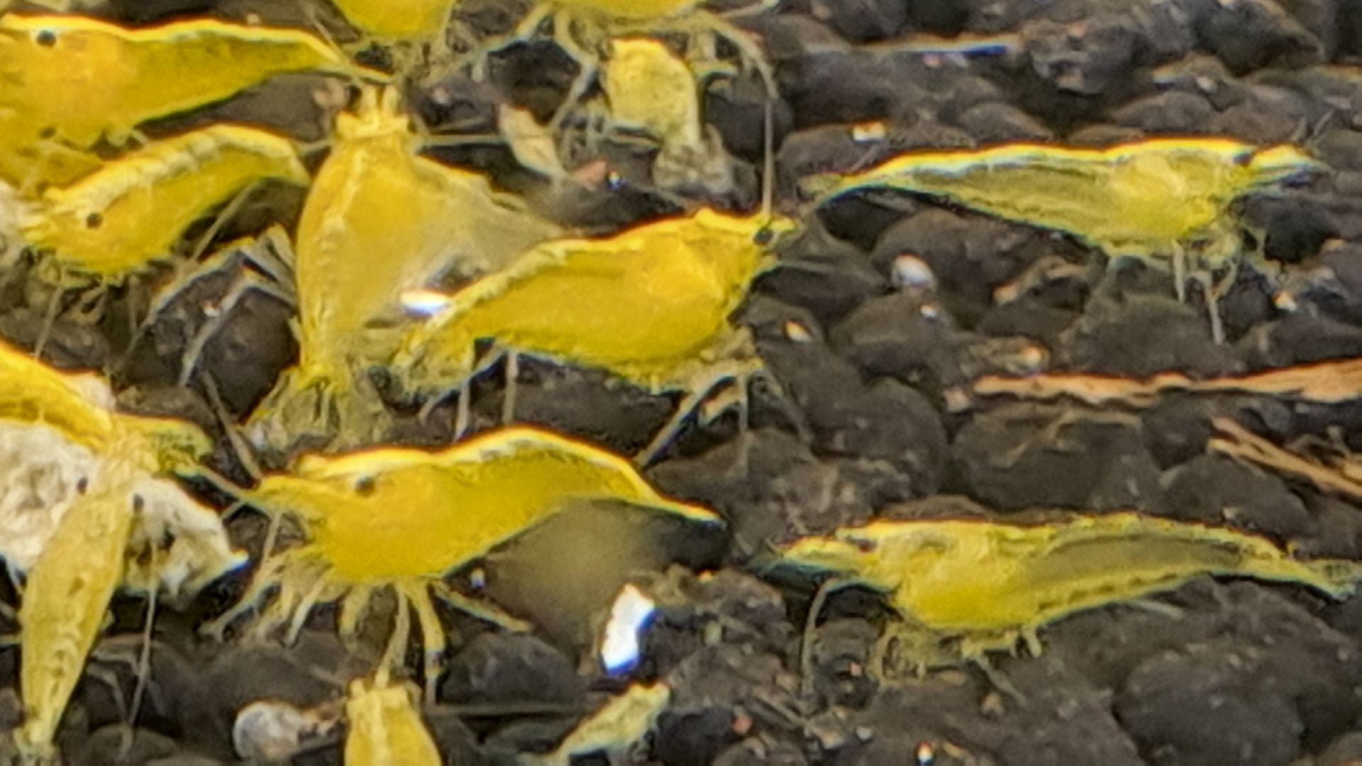 Sladkovodní krevetky Neocaridina yellow neon 