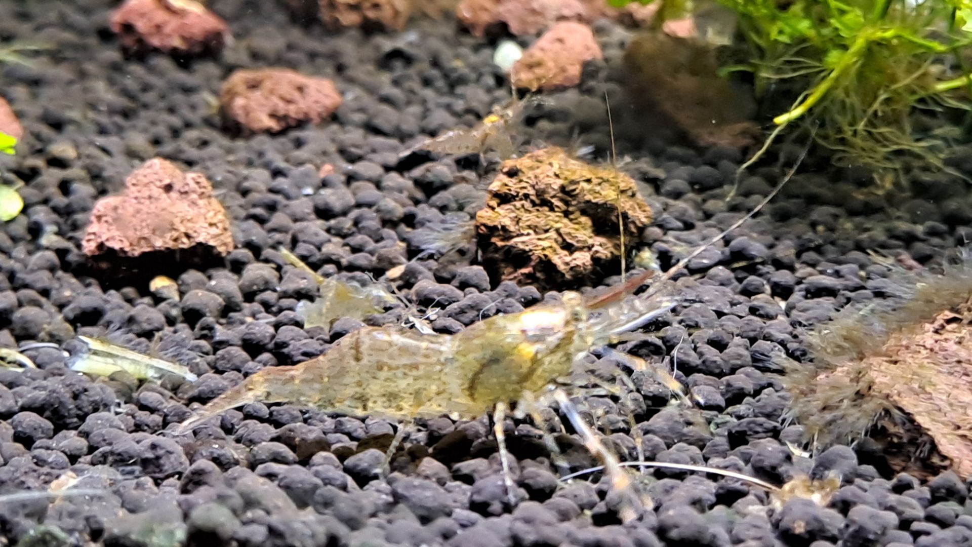 Macrobrachium dayanum 