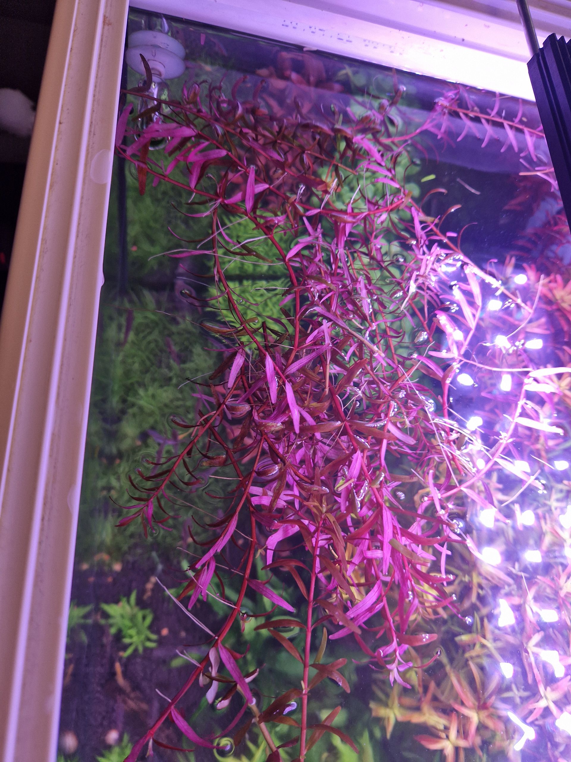 Rotala Vietnam h'ra a Yao Yai