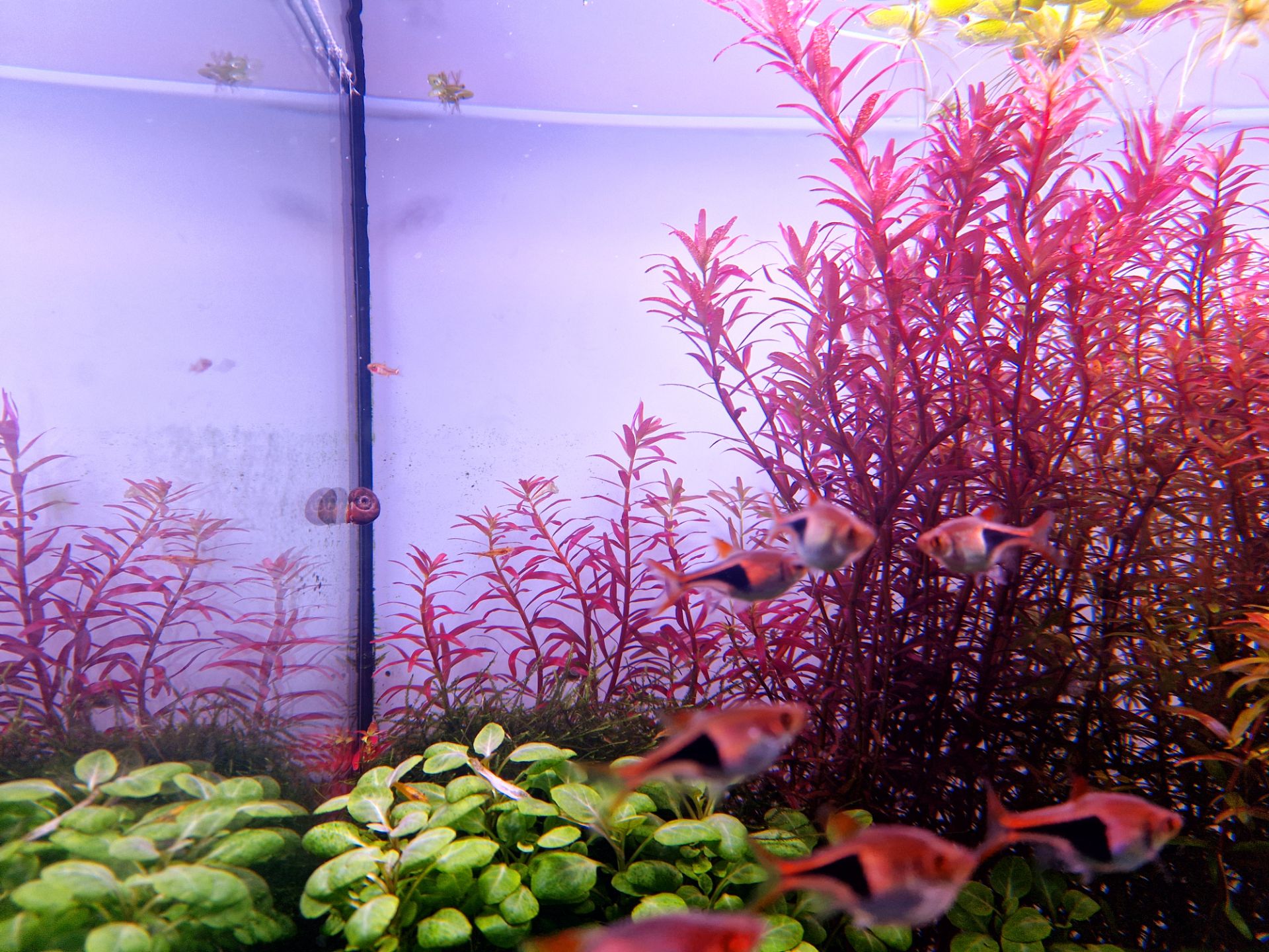 Rotala Singapore Red