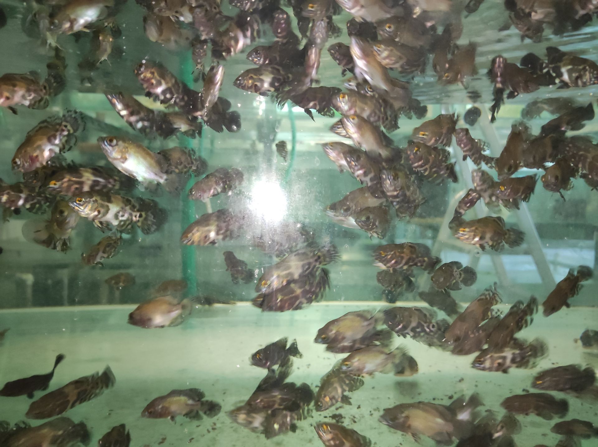 vrubozubec paví / astronotus ocellatus