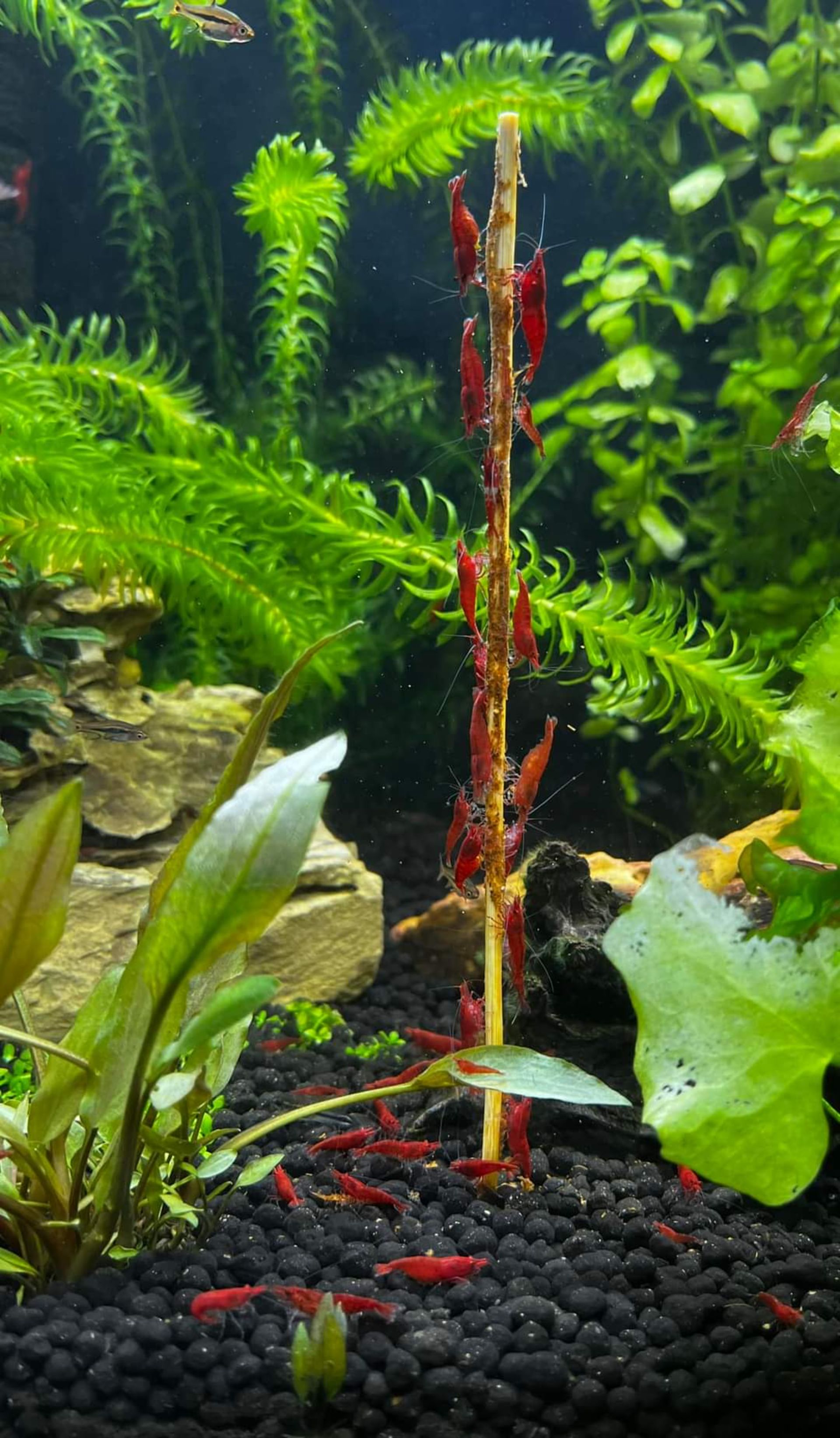 krevetka červená red sakura