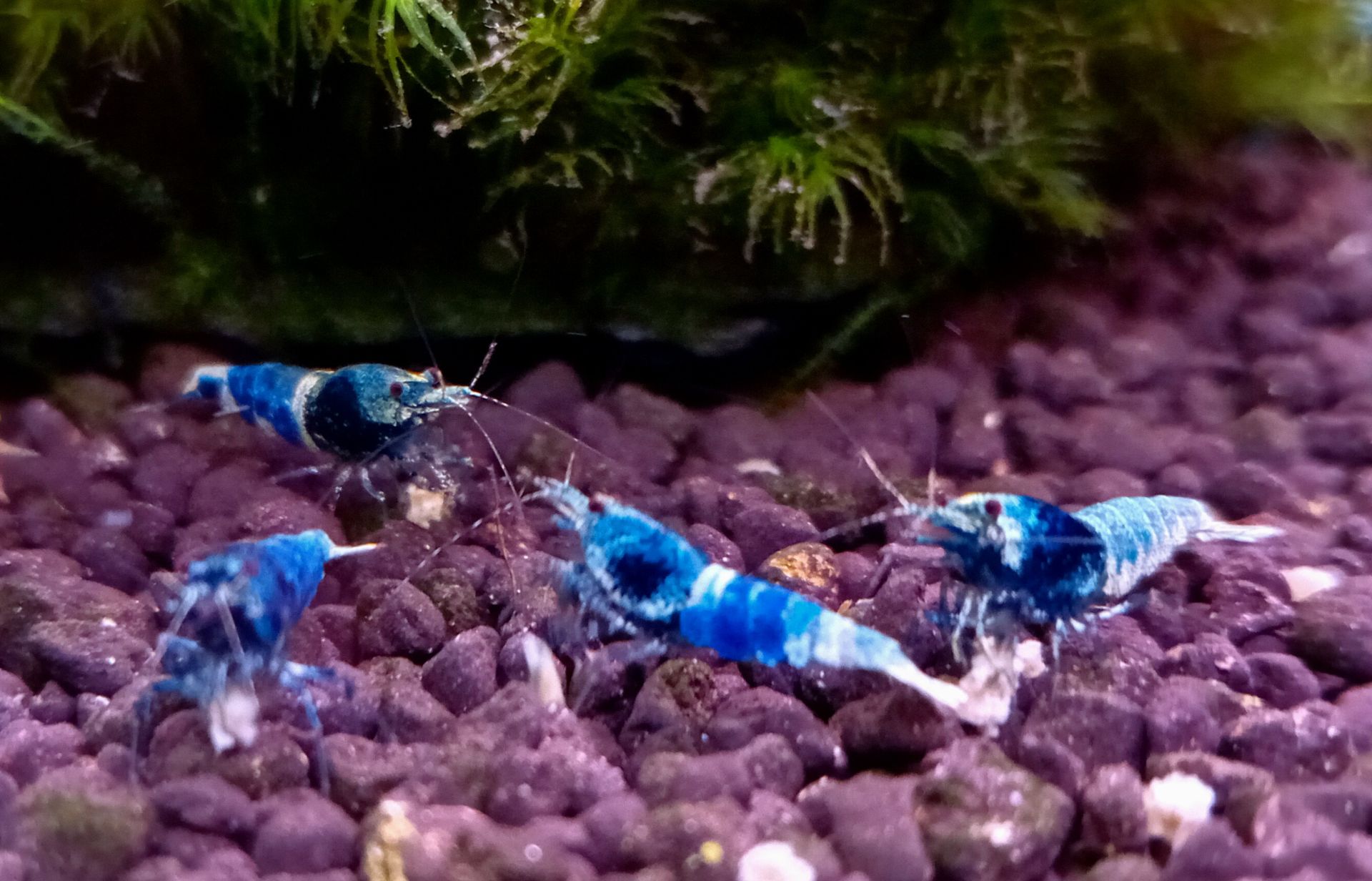 Caridina Crazy blue taitibee