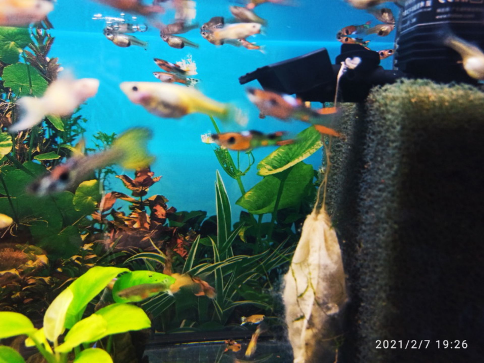 Peacock eyes, Endlers