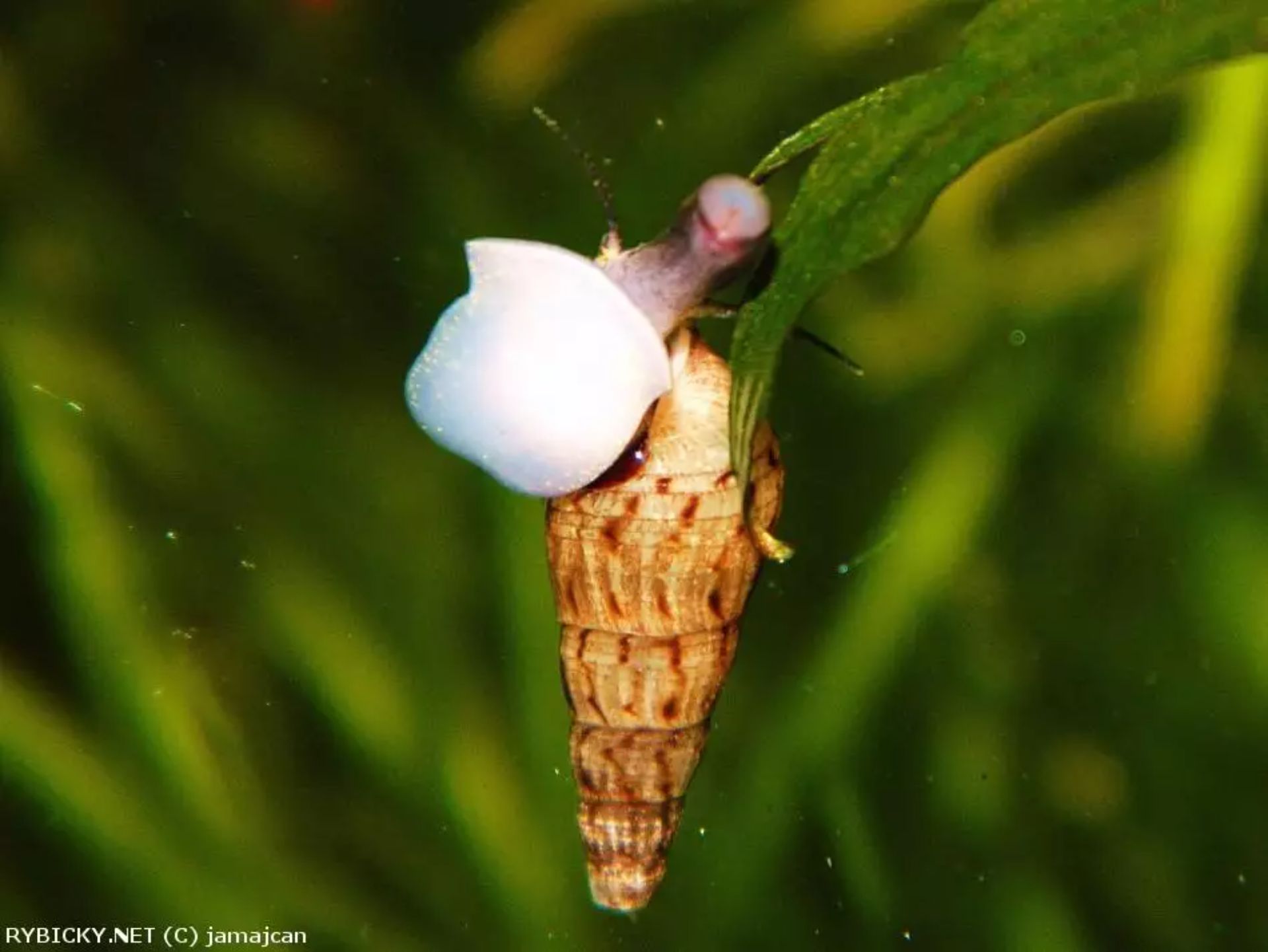 Piskořka věžovitá 5ks