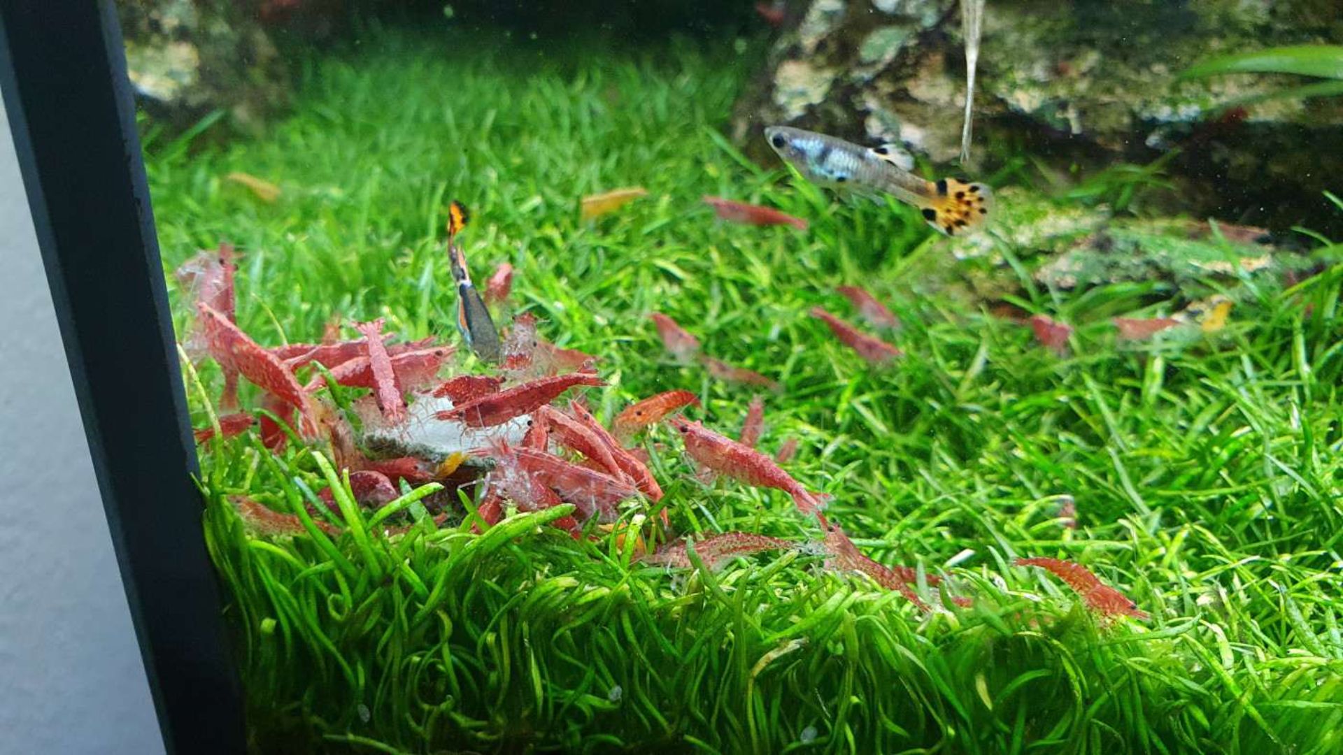 Krevetka červená ( Red Cherry)