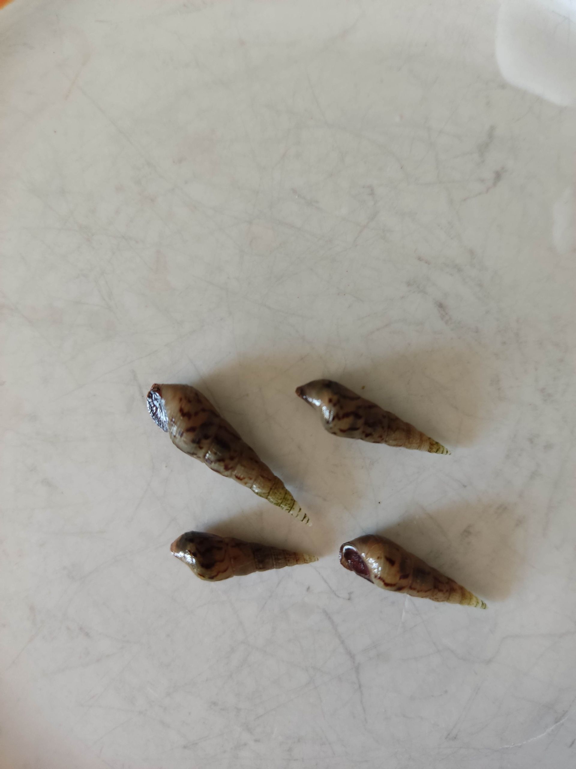 Piskořka věžovitá (Melanoides tuberculata)