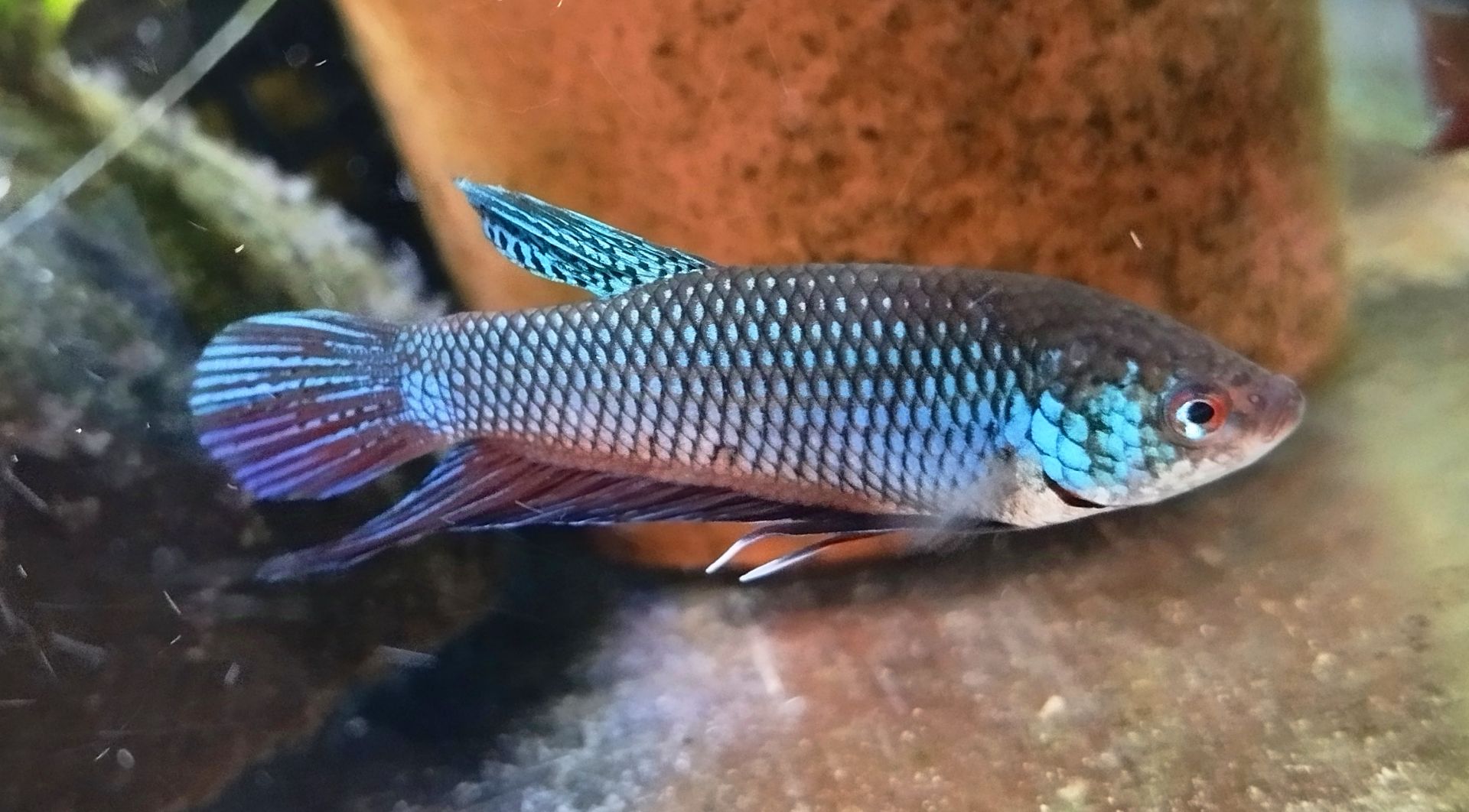 Betta smaragdina