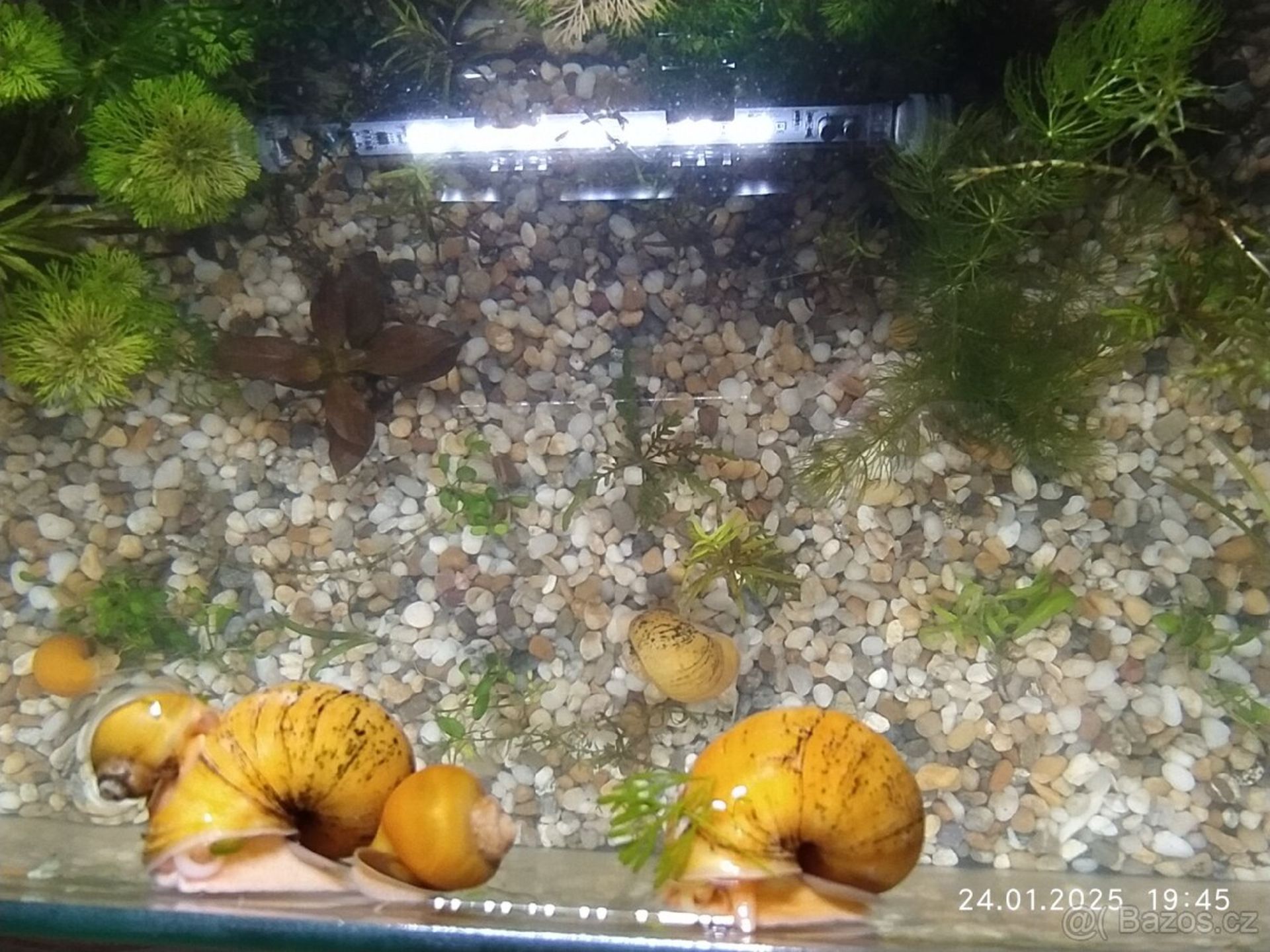 Šneky do akvária, ampulárie žlutá