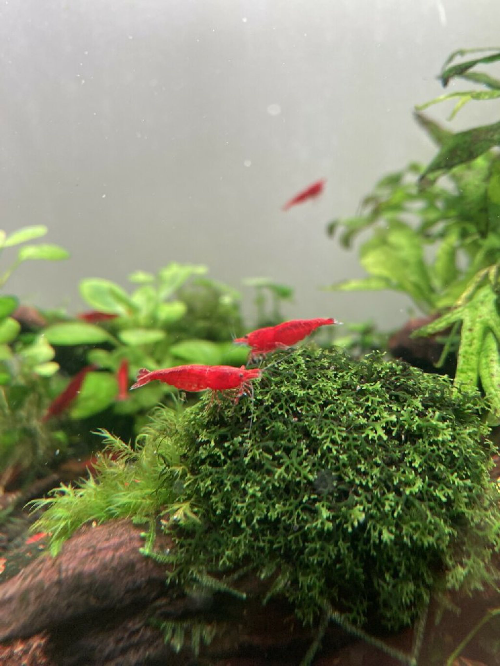 Červené krevety Red Cherry