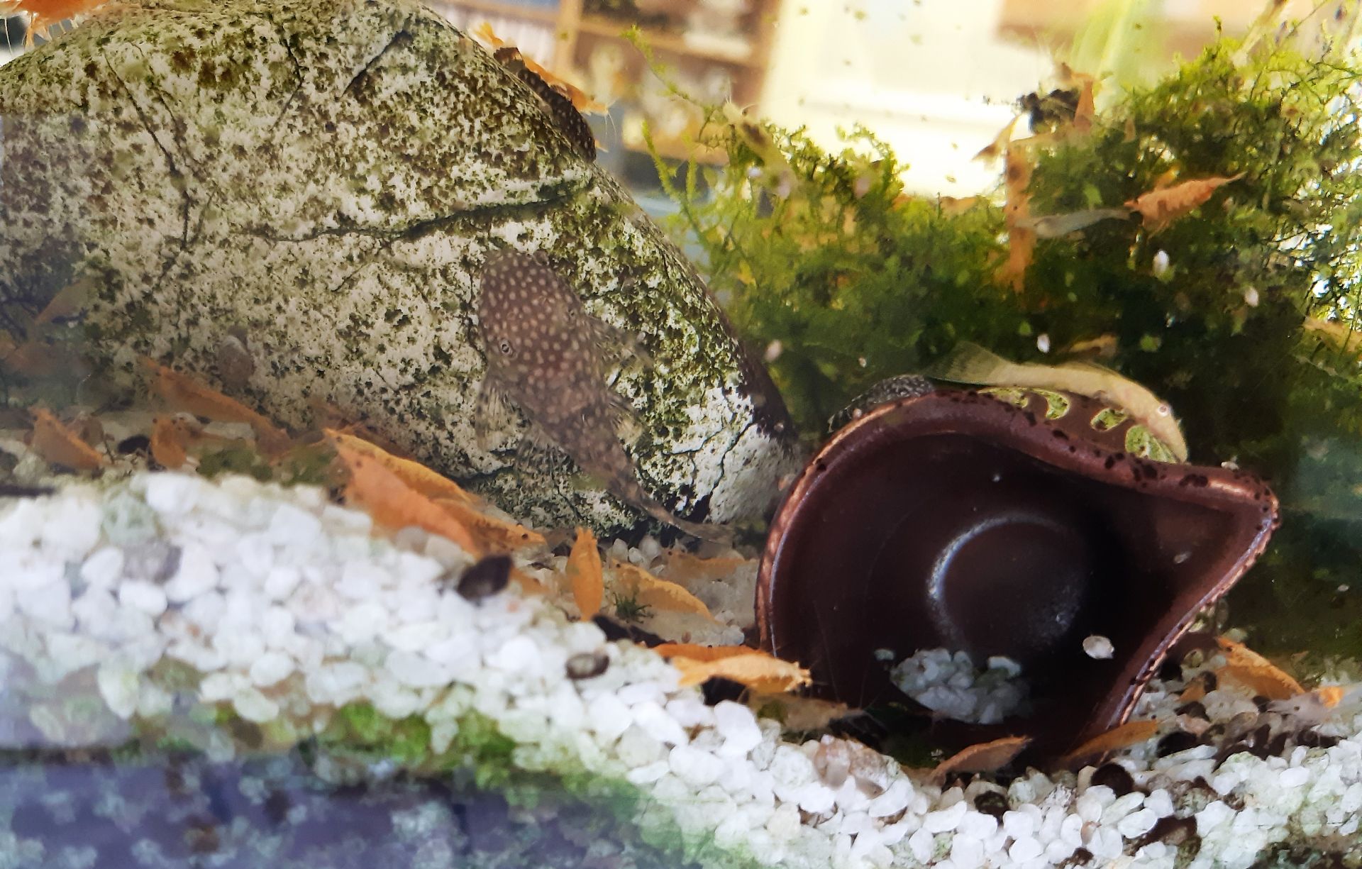 Krevetky Neocaridina oranžové (možno i Zásilkovnu)