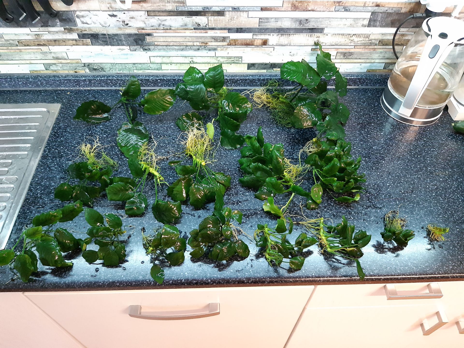 Anubias 