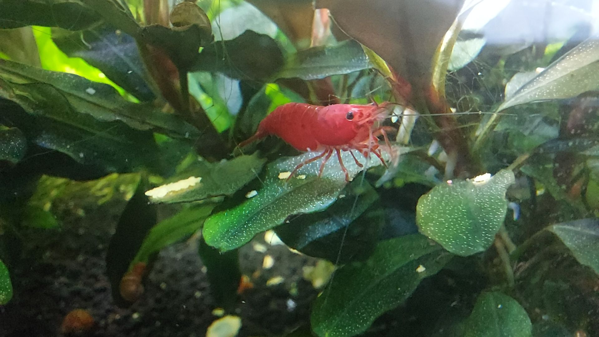 Mladé červené krevetky neocaridina - 0,9 cm