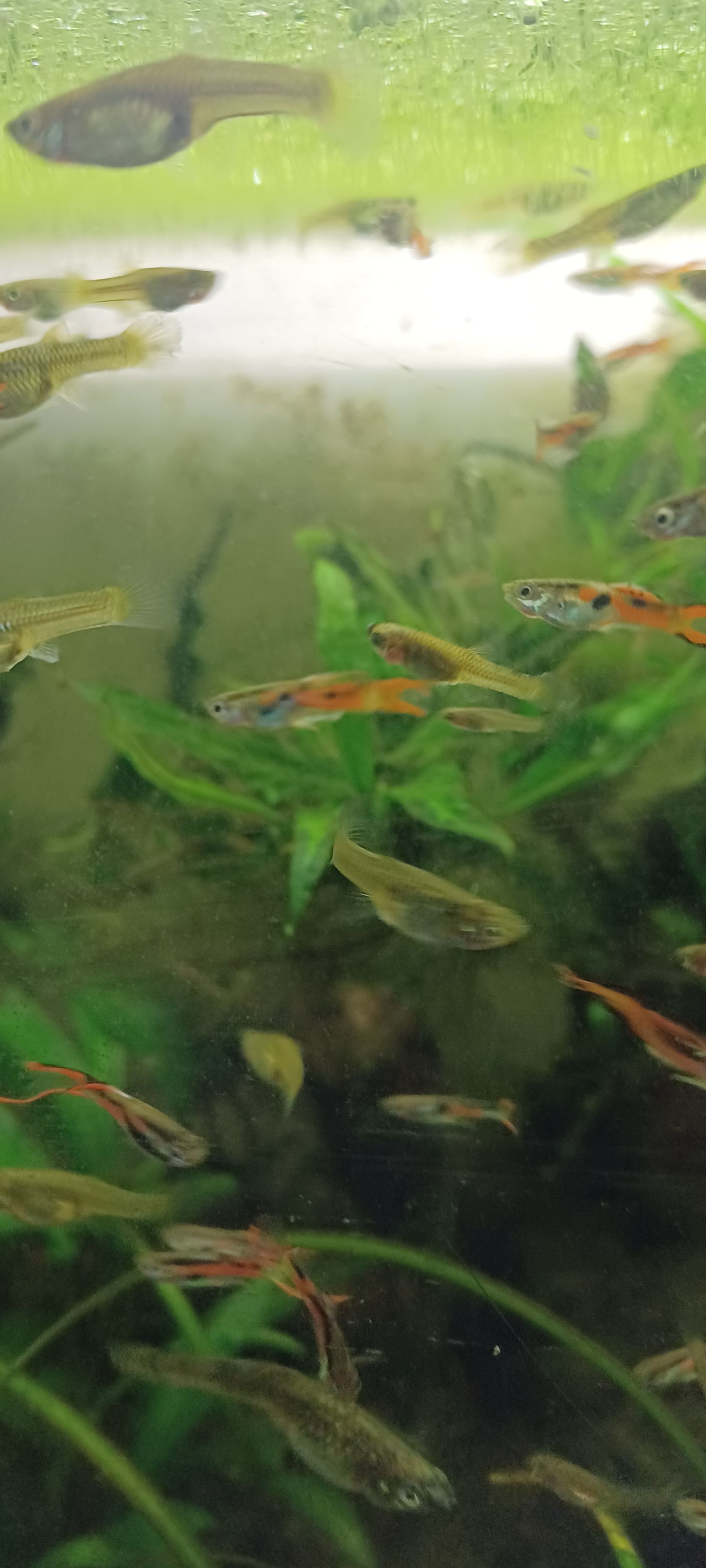 žívorodka endlerova přírodní forma