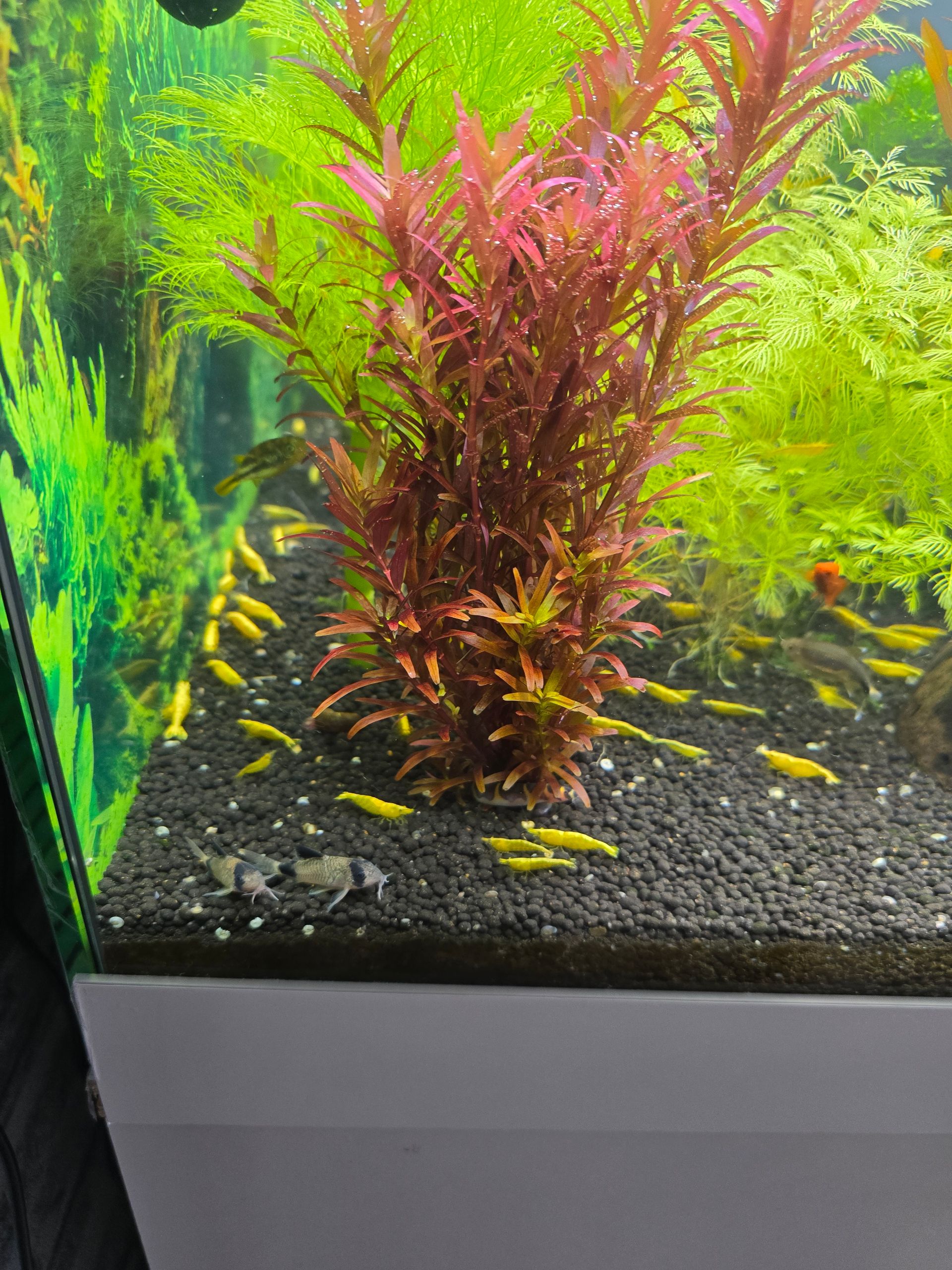 neocaridina yellow neon stripe